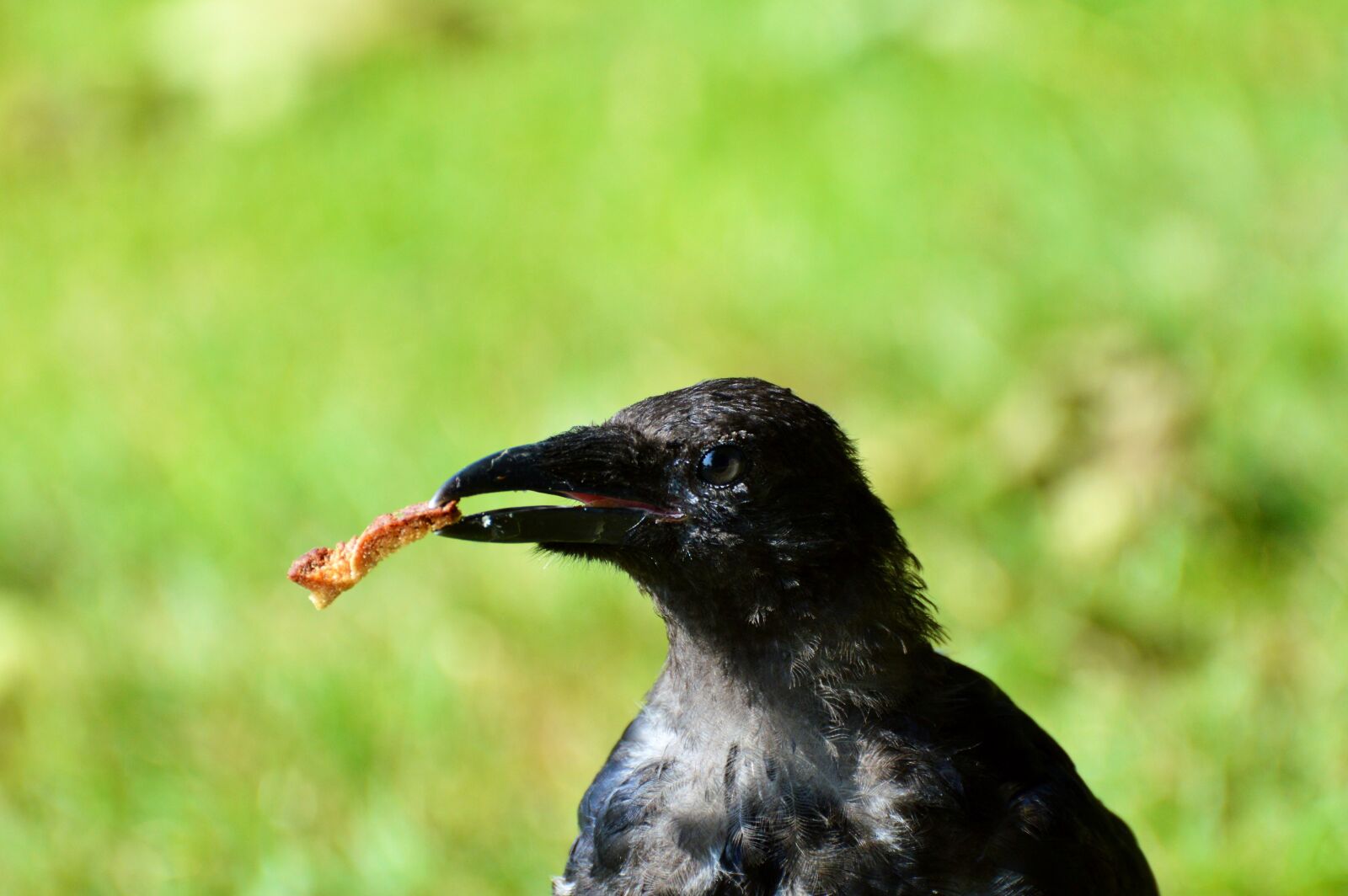 Nikon D3200 sample photo. Raven, raven bird, carrion photography