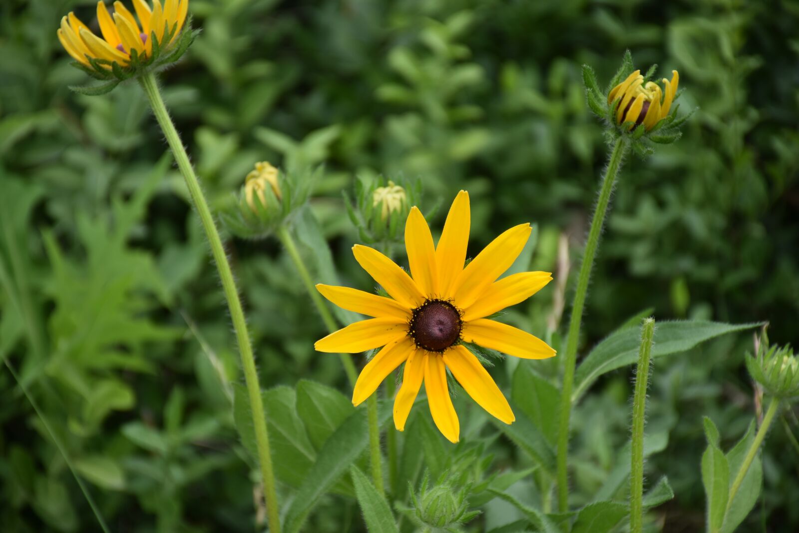 Nikon D7200 sample photo. Flower, plant, garden photography