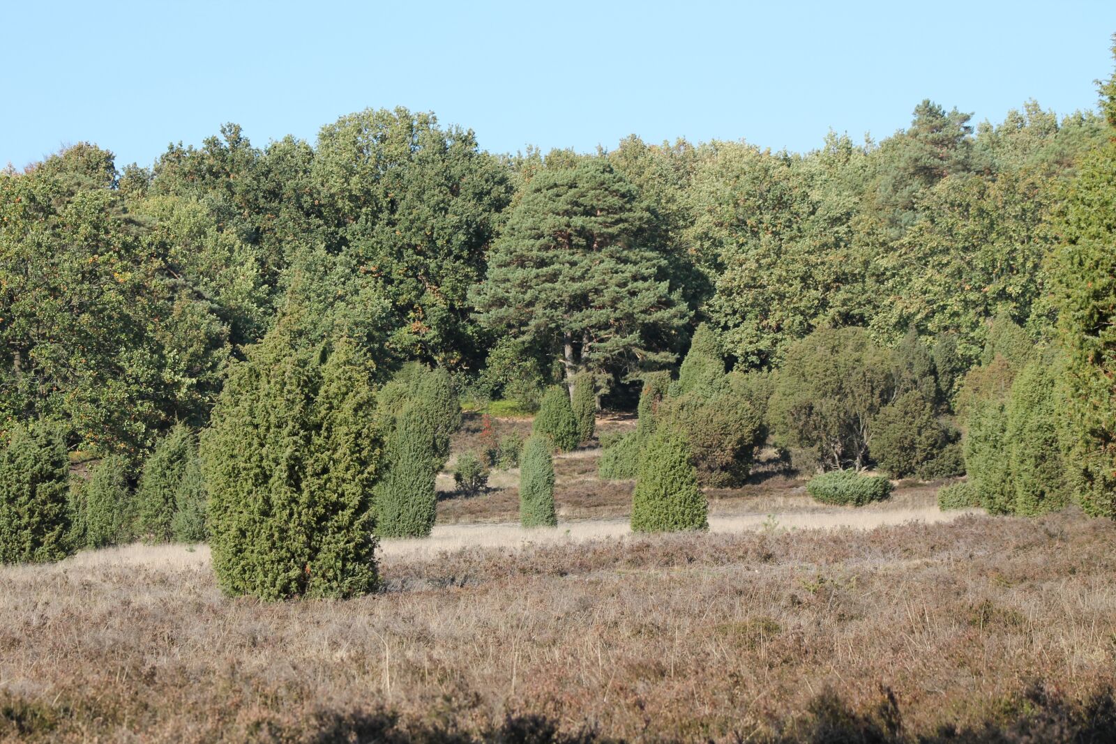 Canon EF75-300mm f/4-5.6 sample photo. L neburg heath, dry photography