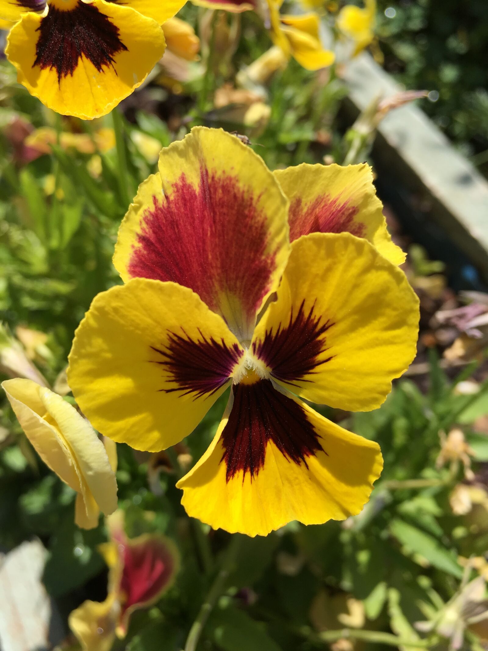 Apple iPhone 6s Plus sample photo. Pansy, flower, summer photography