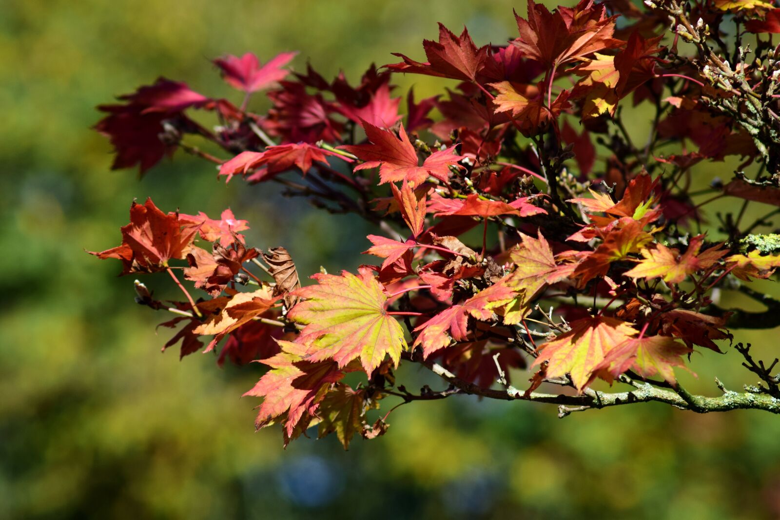 Nikon D3300 sample photo. Japanese fire maple, aureum photography