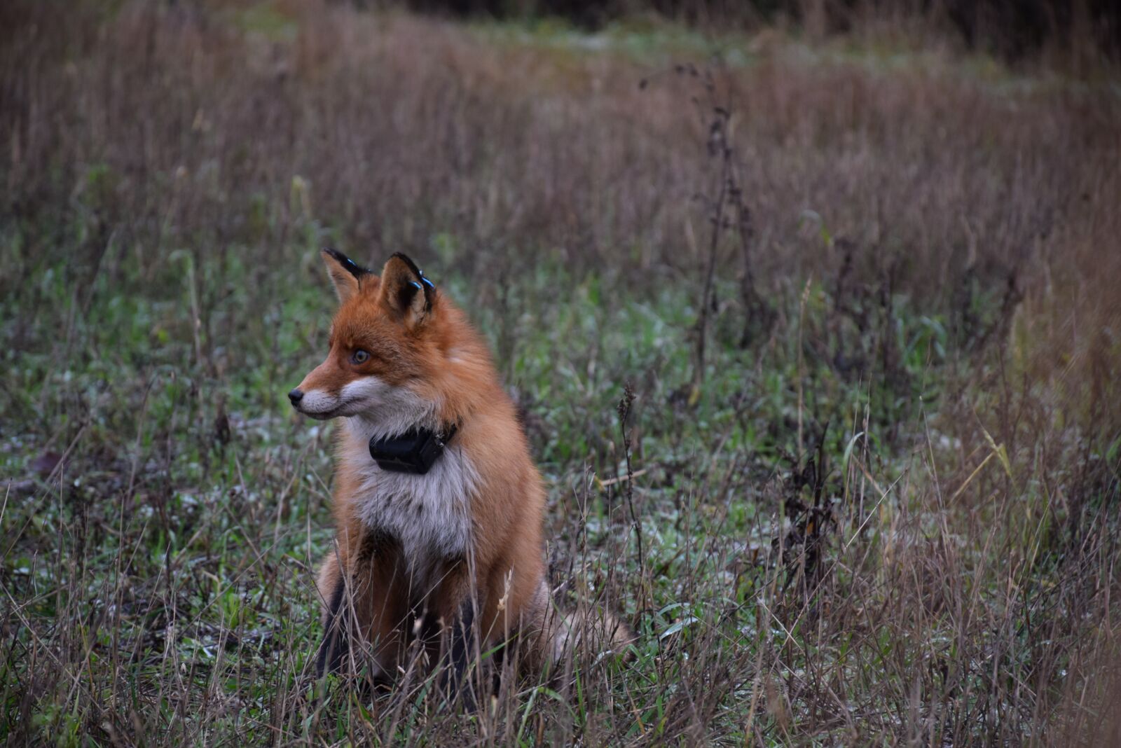 Nikon D5300 sample photo. Mammal, animal life, outdoor photography