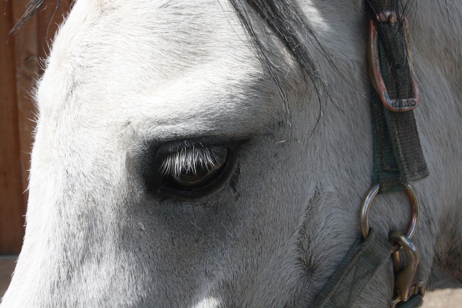 Canon EOS 1000D (EOS Digital Rebel XS / EOS Kiss F) sample photo. Horse, equestrian, animal photography