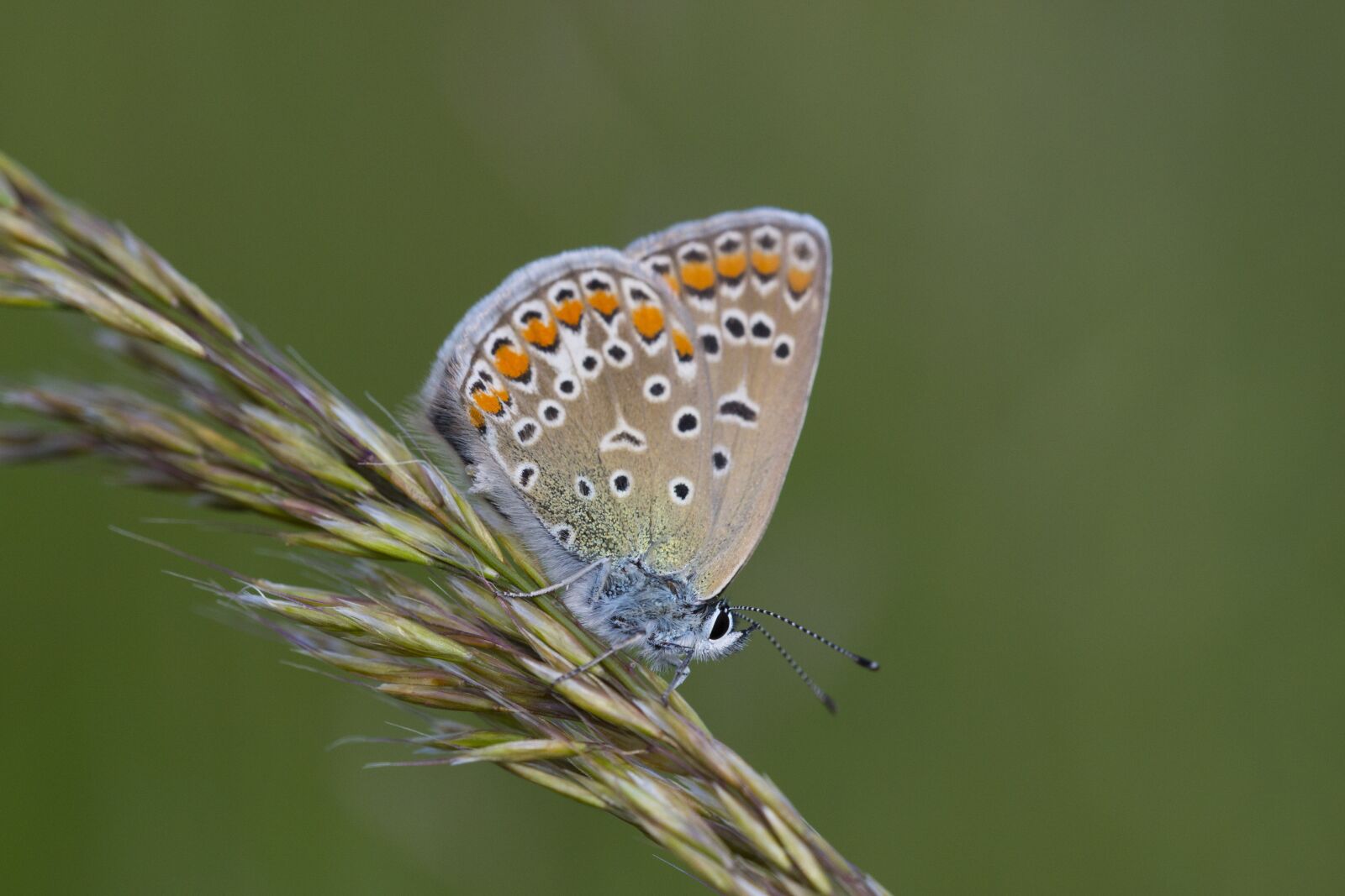 Nikon D3100 sample photo. Nature, insect, macro photography