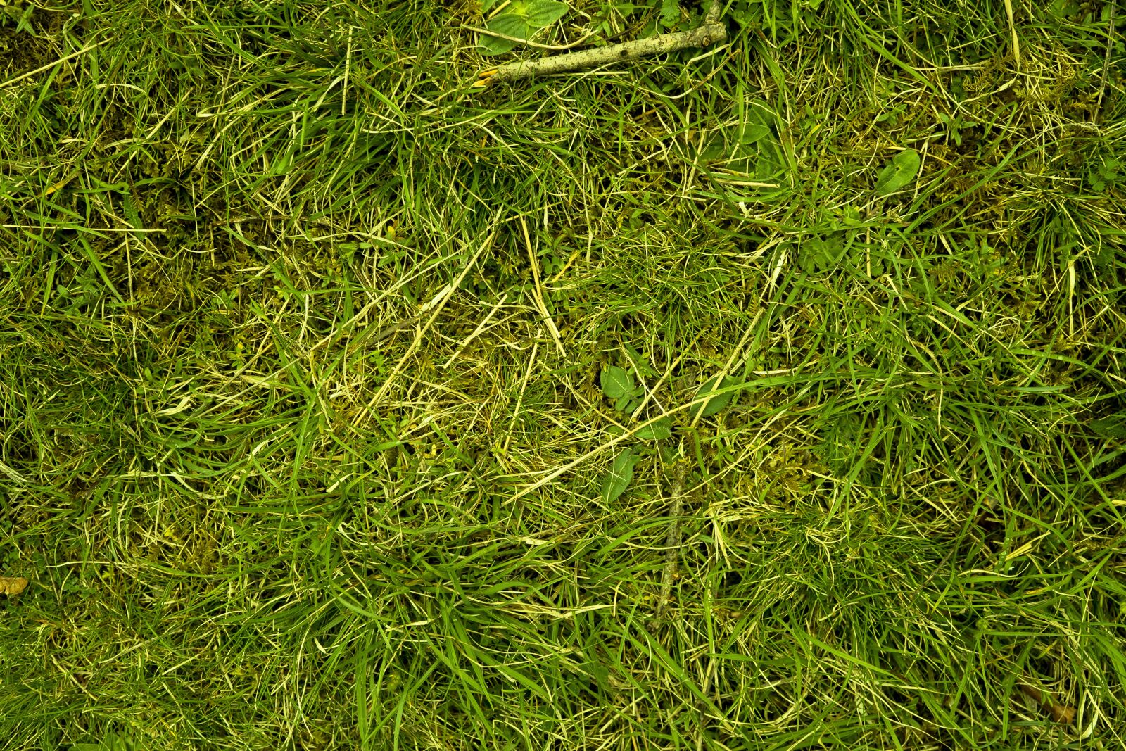 Sony a6300 + Sigma 30mm F2.8 EX DN sample photo. Grass, meadow, juicy photography