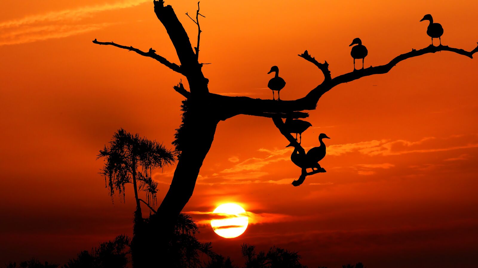 Panasonic Lumix DMC-FZ200 sample photo. Sunset, birds, tree photography