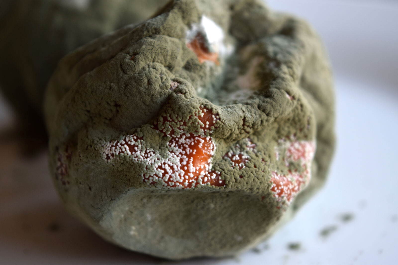 Nikon D3300 sample photo. Clementine, fruit, mold, rotten photography