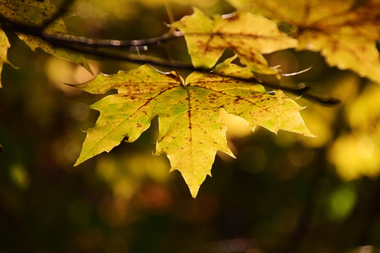 Nikon D3300 sample photo. Leaf, maple leaf, tree photography