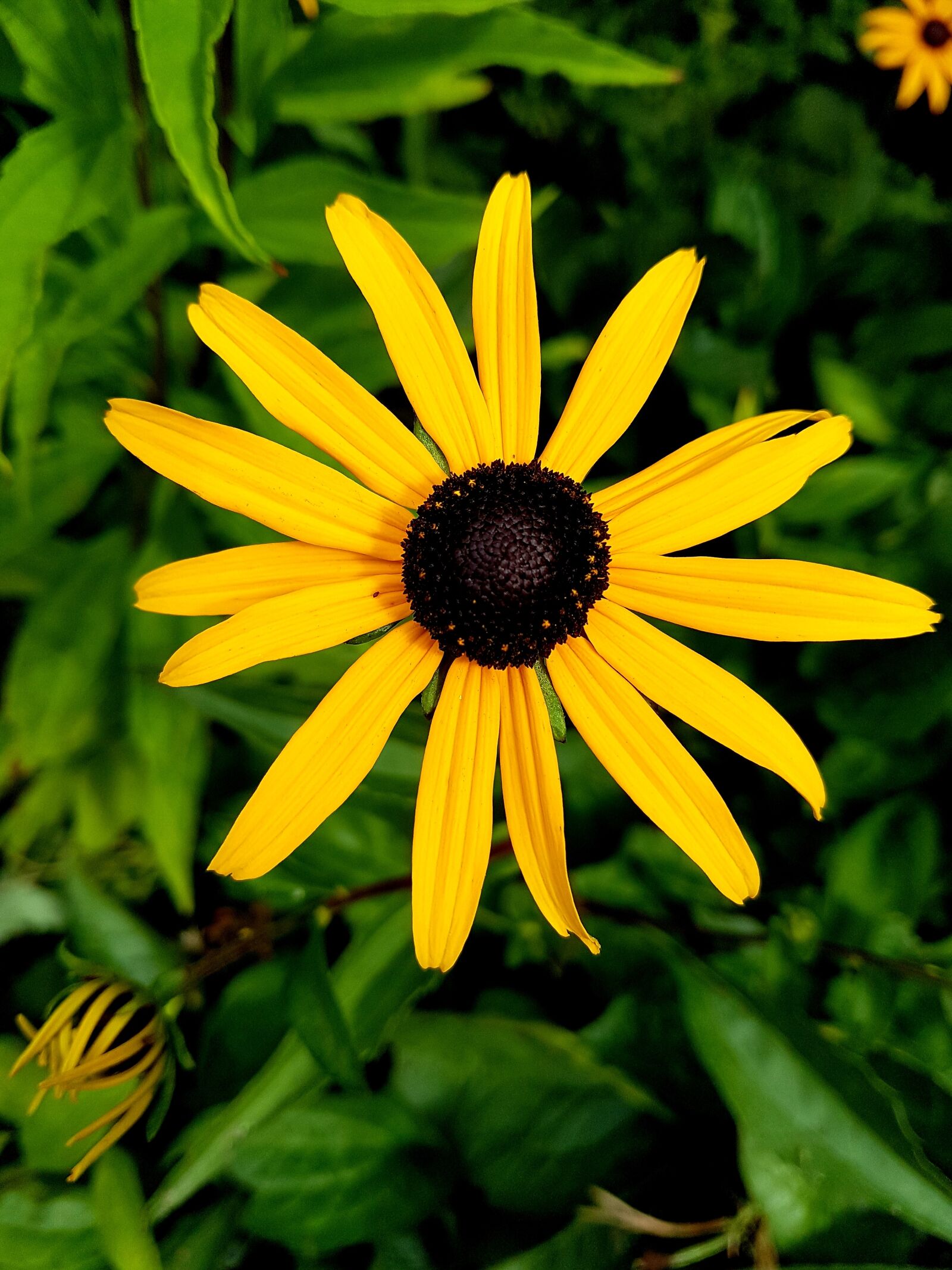 Samsung Galaxy S7 Edge sample photo. Flower, bloom, flora photography