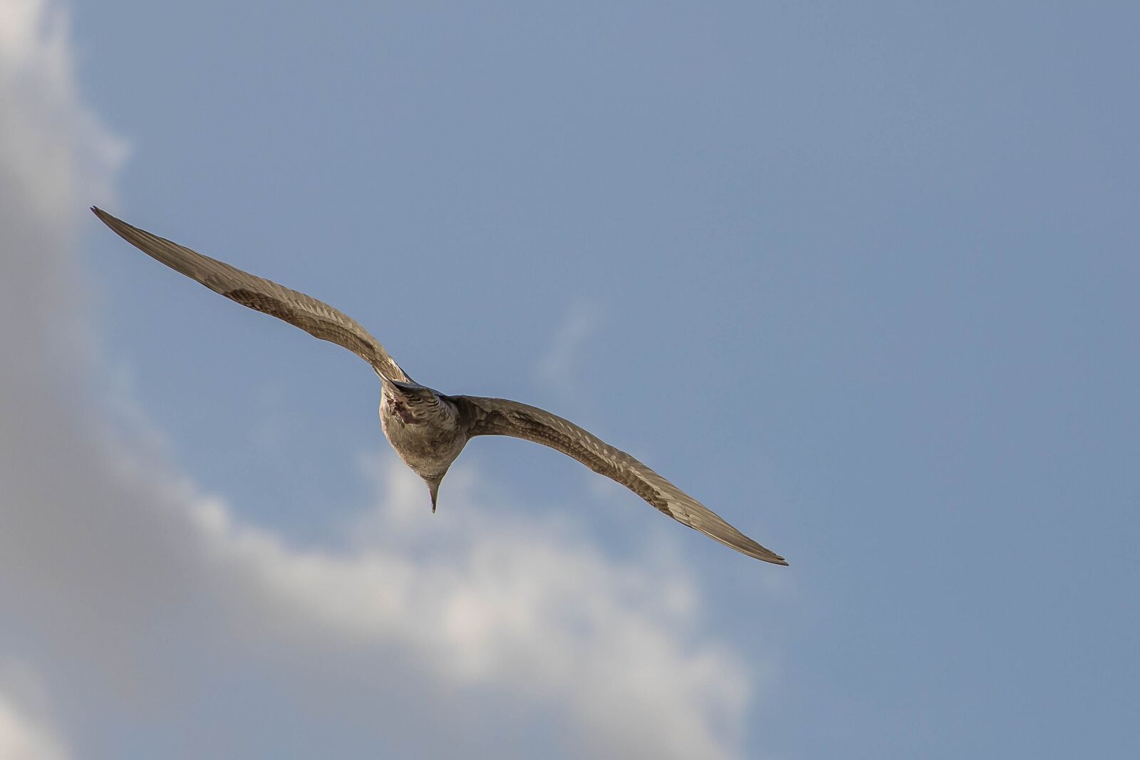 Canon EOS 6D Mark II sample photo. Seabird, seagull, bird photography