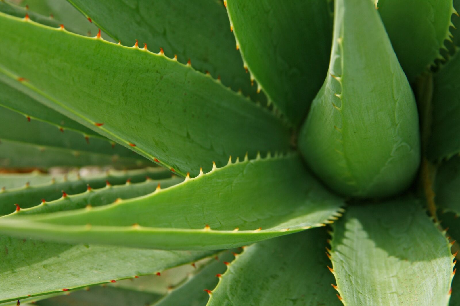 Canon EOS 1000D (EOS Digital Rebel XS / EOS Kiss F) sample photo. Leaves, aloe, leaf photography
