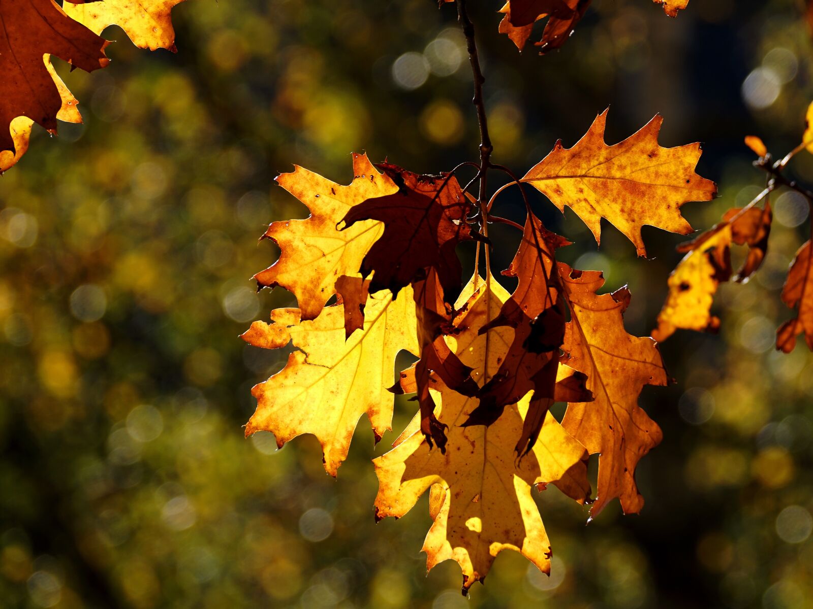 Sony DT 55-300mm F4.5-5.6 SAM sample photo. Eichblätter, autumn, coloring photography