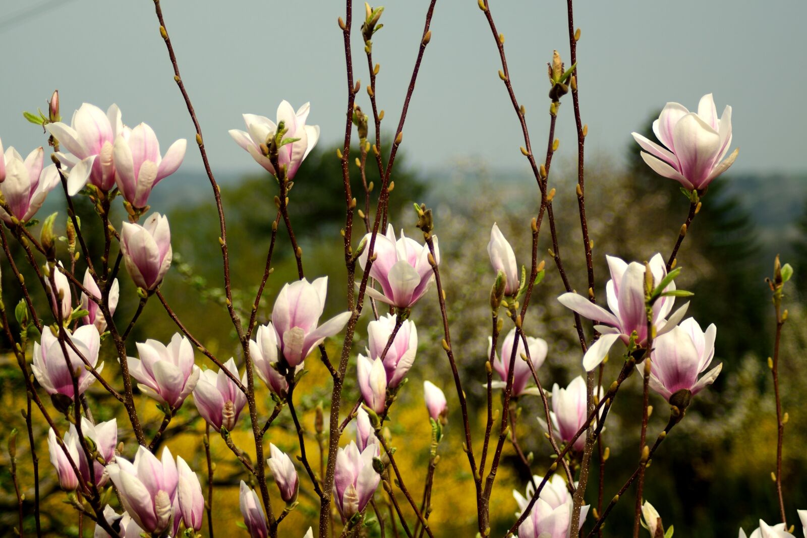 Nikon D3300 sample photo. Magnolia, flowers, spring photography