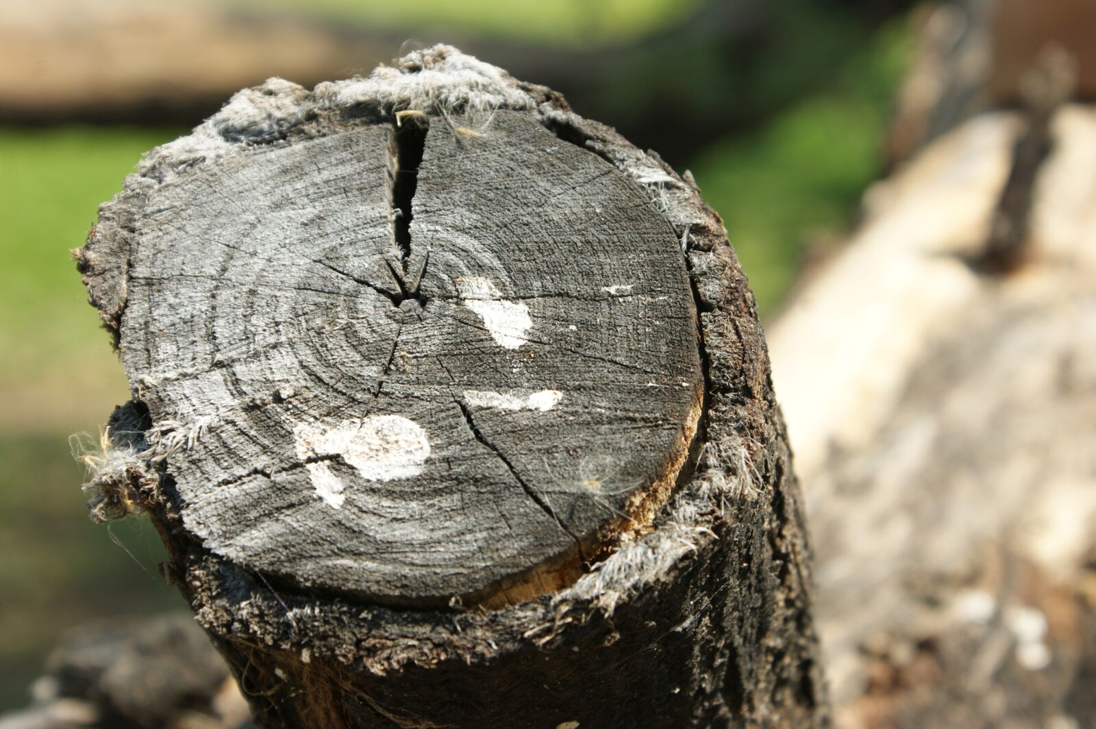 Sony Alpha DSLR-A390 sample photo. Nature, tree log, wood photography
