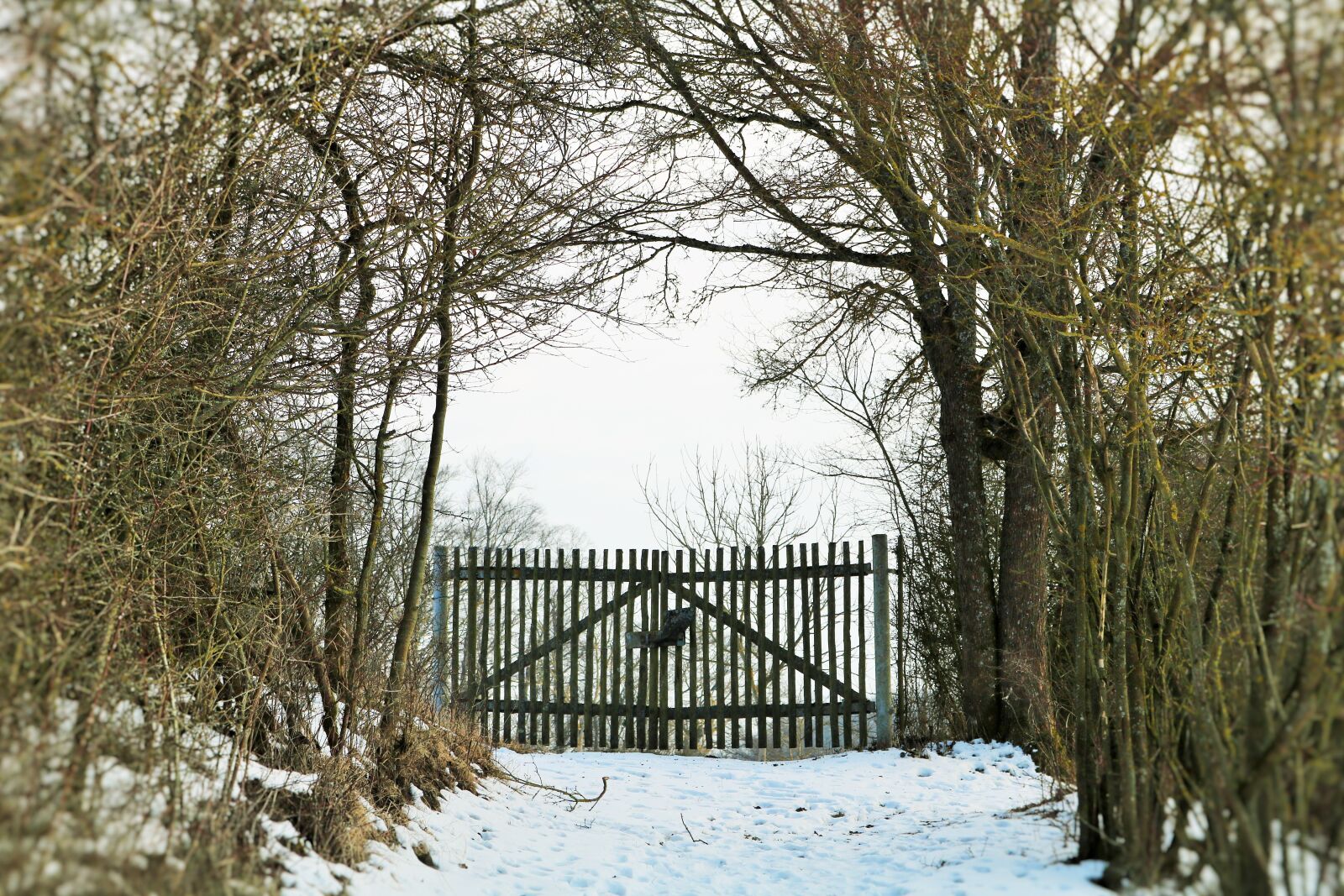 Canon EOS 750D (EOS Rebel T6i / EOS Kiss X8i) sample photo. Winter, snow, wood photography