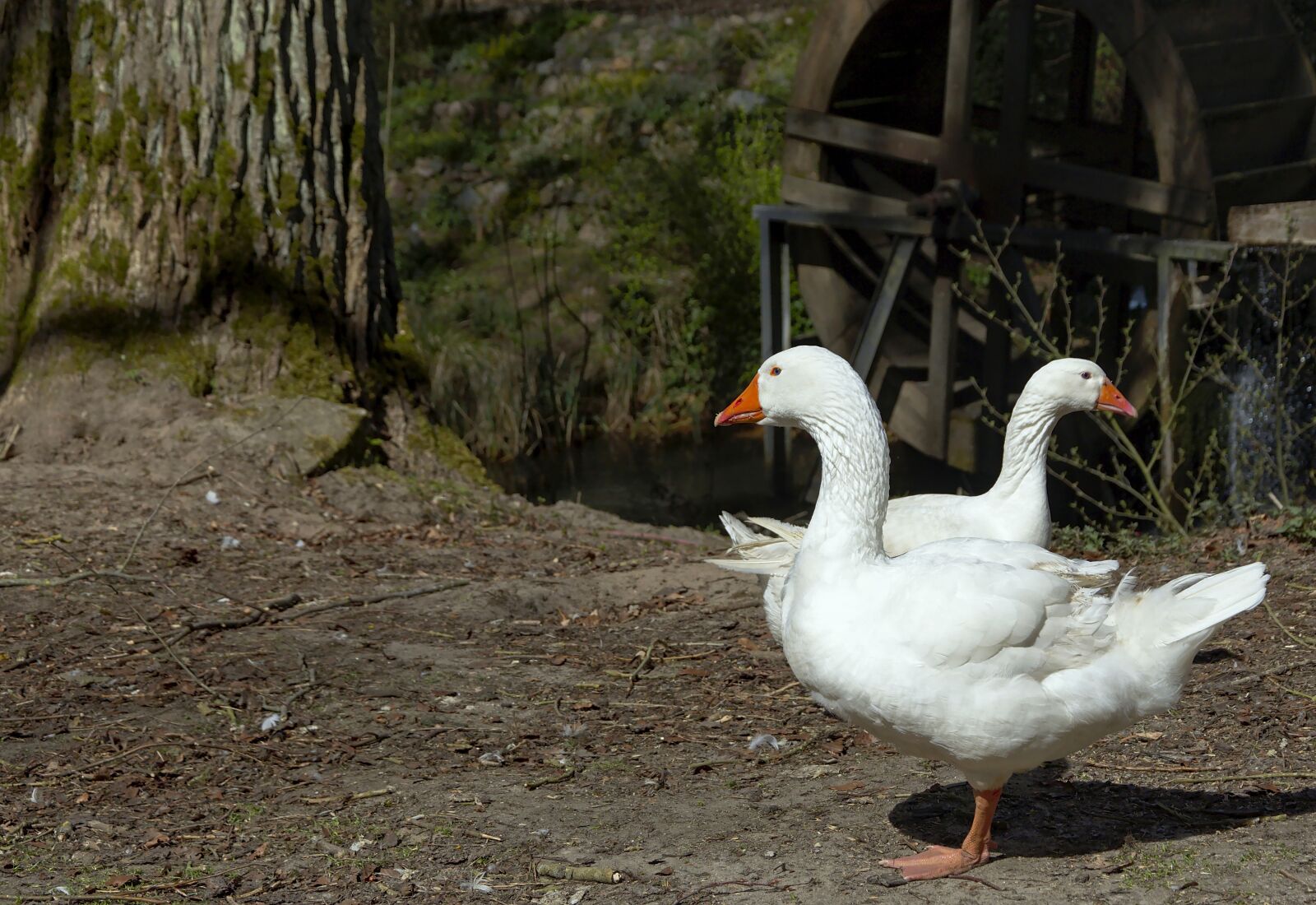 Nikon D5600 sample photo. Geese, bird, water bird photography