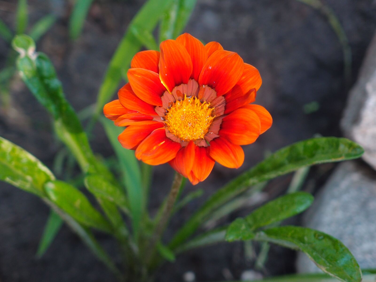Olympus XZ-1 sample photo. Flowers, orange flowers, orange photography