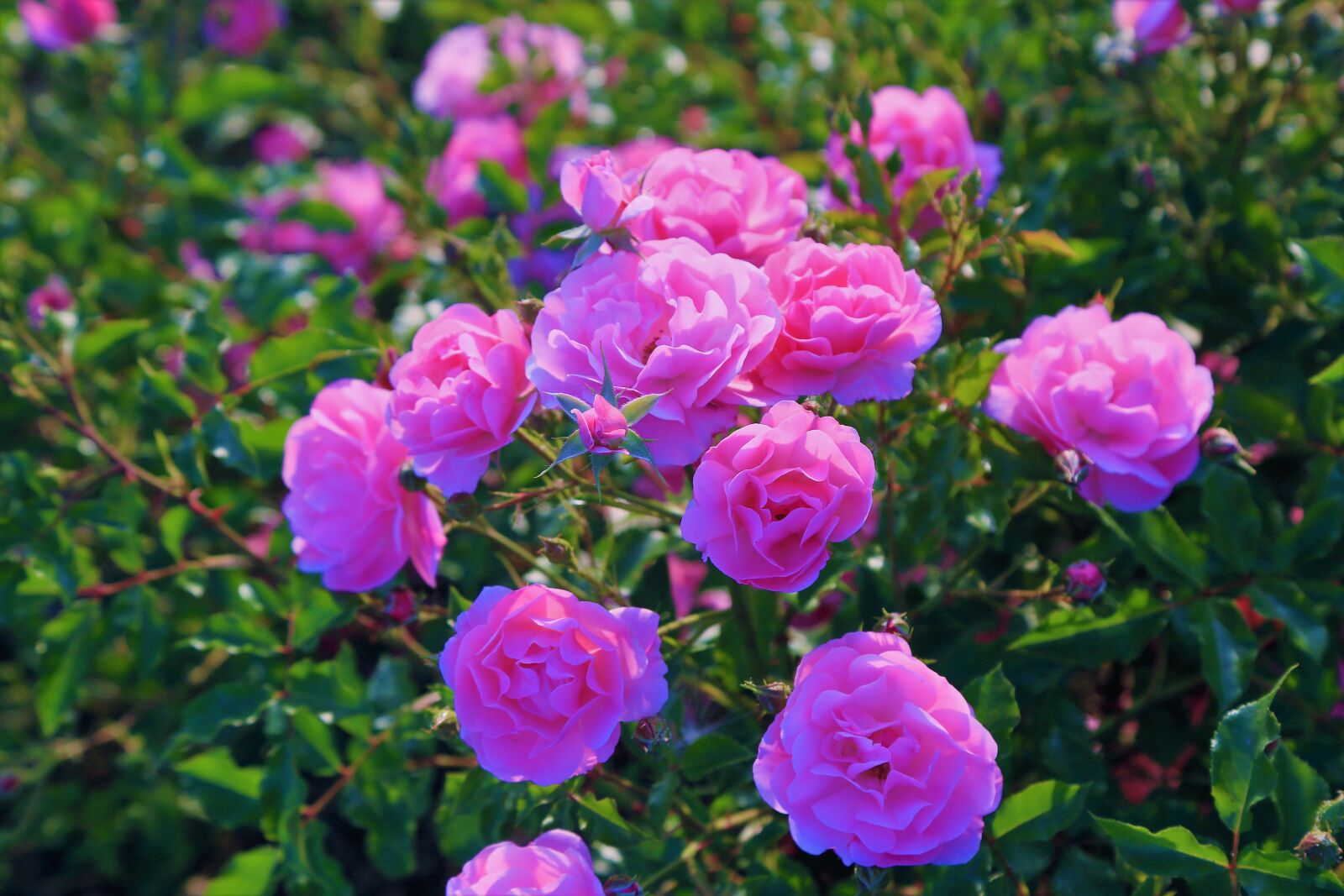 Canon EOS 5D Mark III sample photo. Rose, red, pink photography