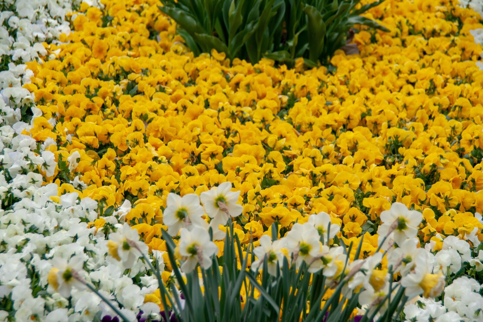 Canon EOS 400D (EOS Digital Rebel XTi / EOS Kiss Digital X) sample photo. Flowers, flora, natur photography
