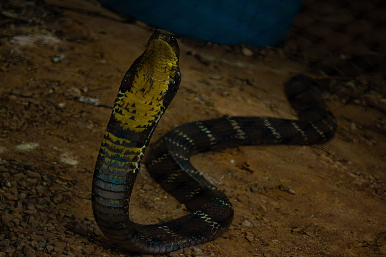 Canon EOS 550D (EOS Rebel T2i / EOS Kiss X4) + Canon EF-S 55-250mm F4-5.6 IS II sample photo. Snake, animal, king cobra photography