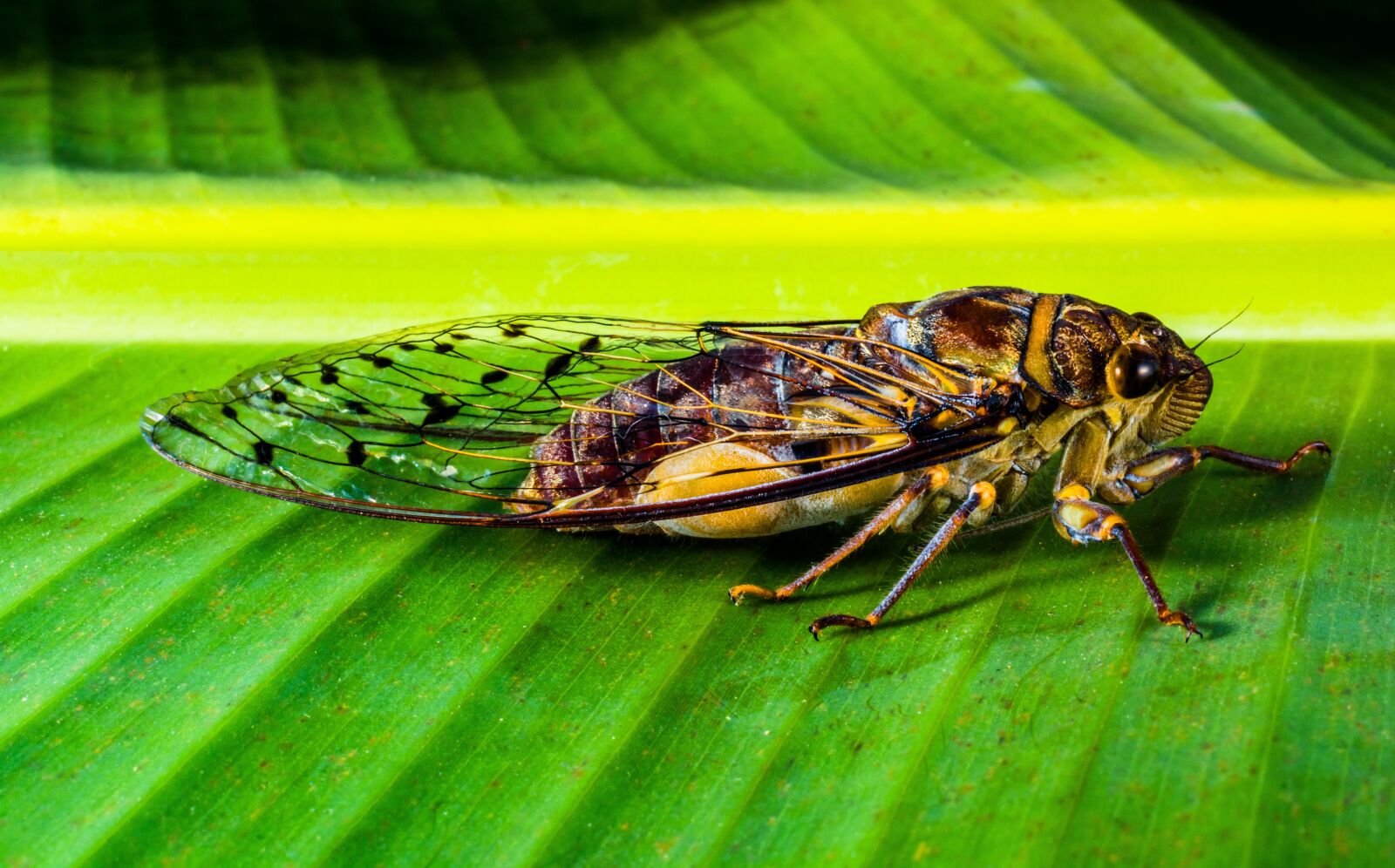 Nikon D5200 sample photo. Insect, new insect, whopper photography