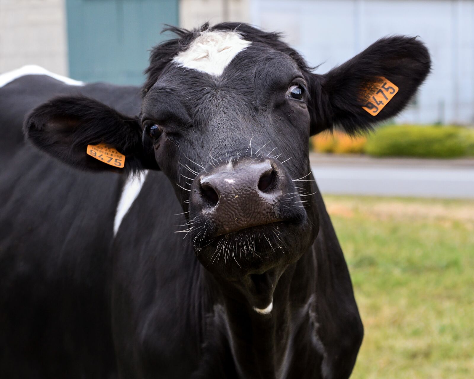 Nikon D500 sample photo. Cow, ruminant, animal photography