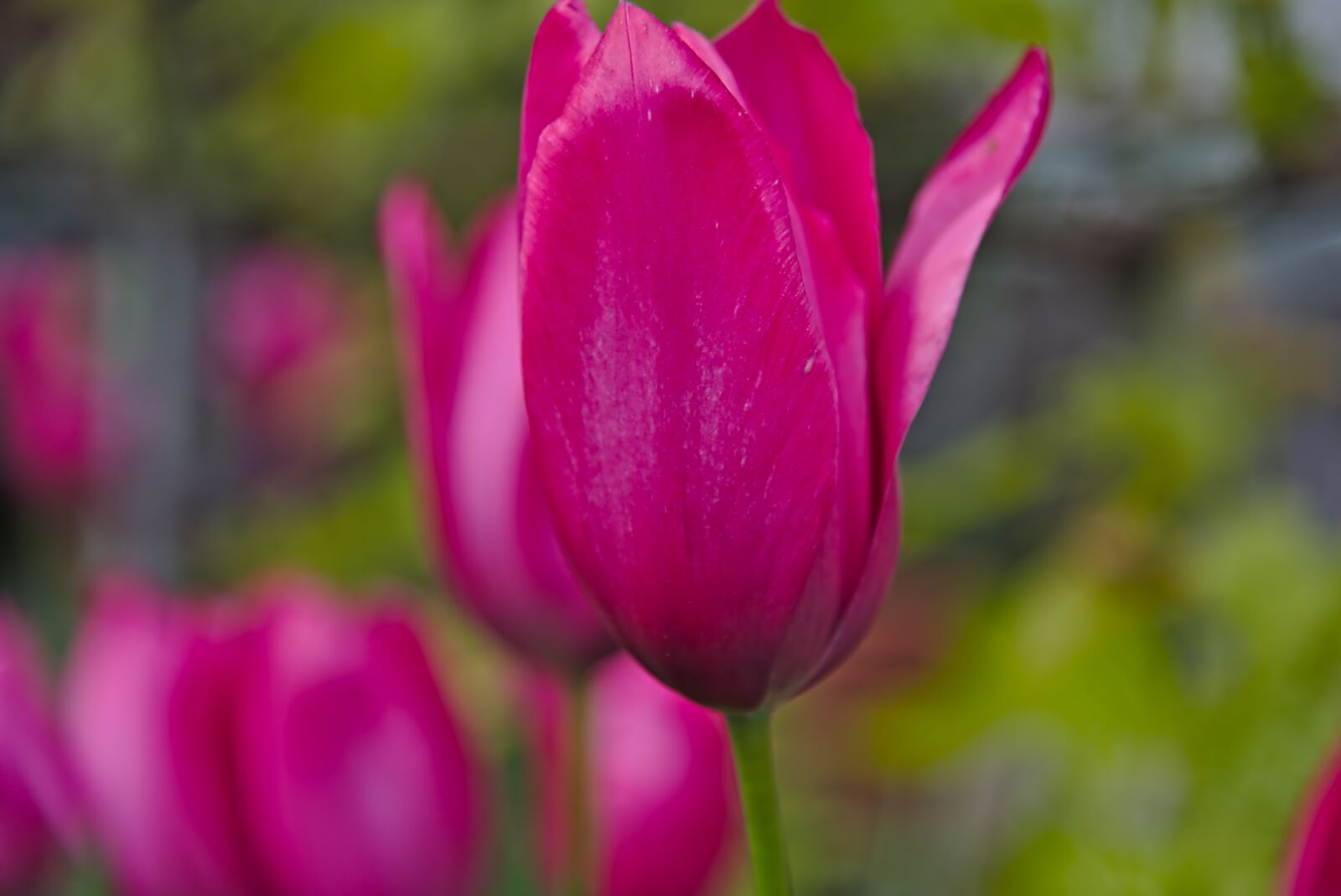 Nikon D750 sample photo. Tulips, bloom, spring photography