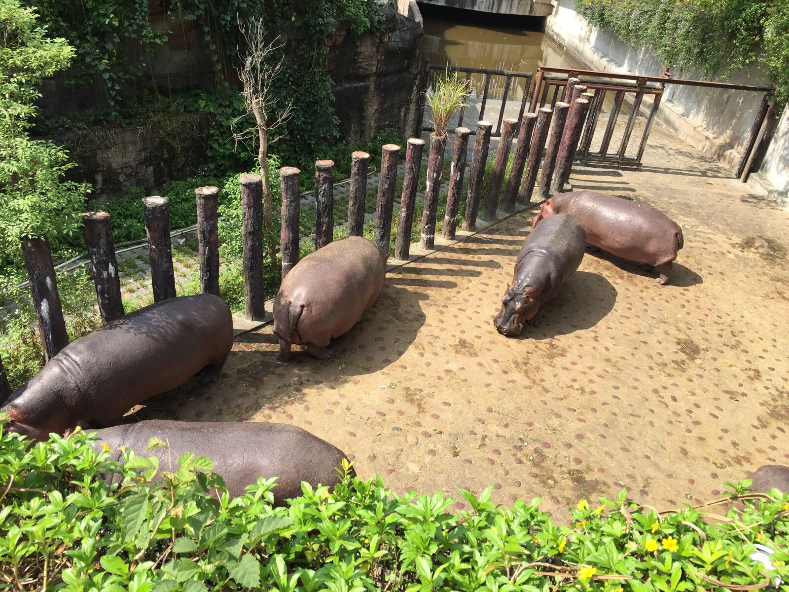 iPhone 6 Plus back camera 4.15mm f/2.2 sample photo. Zoo, hippo, hippopotamus photography