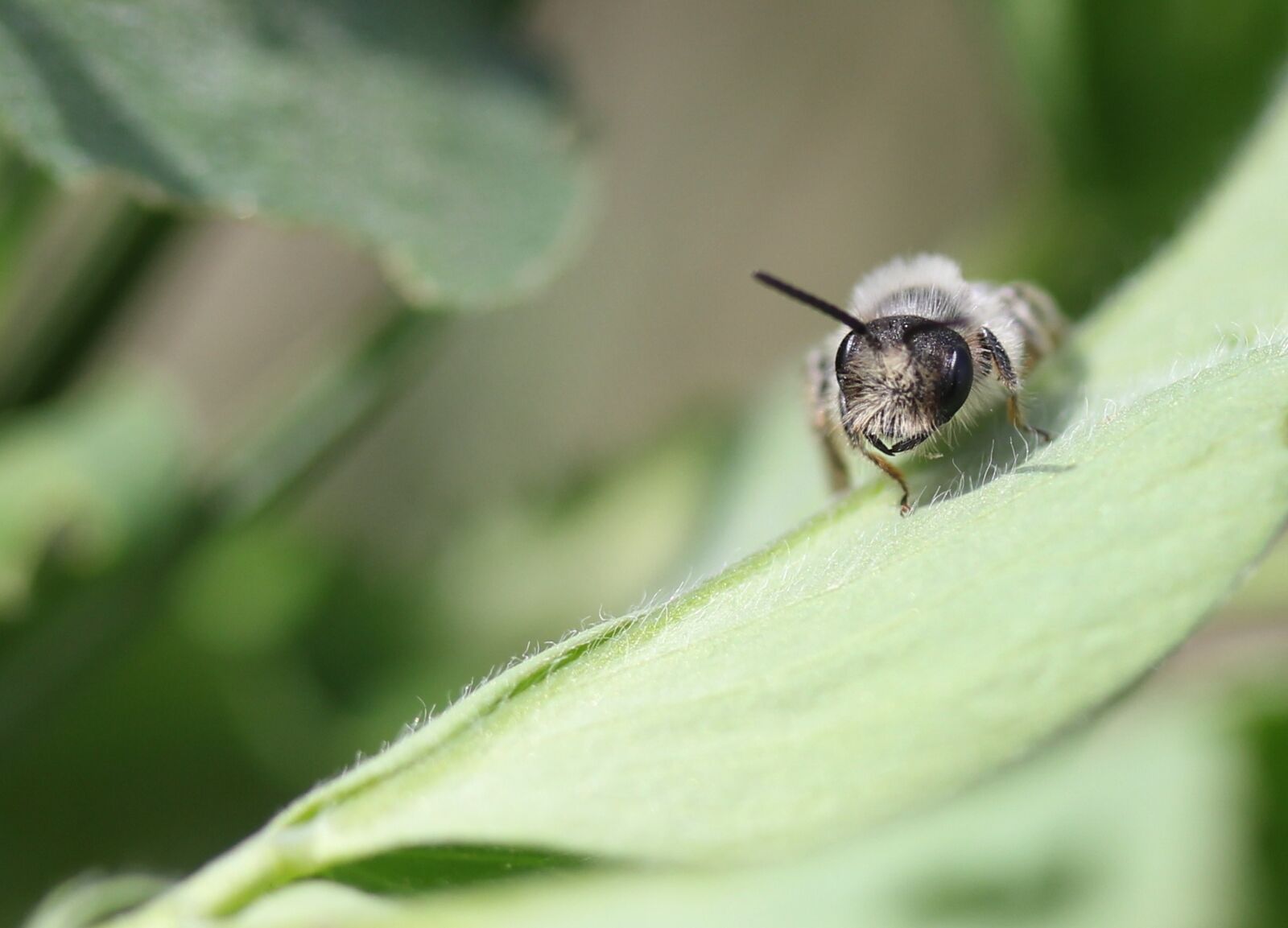 Canon EF-S 60mm F2.8 Macro USM sample photo. Bee, insecta, wild photography