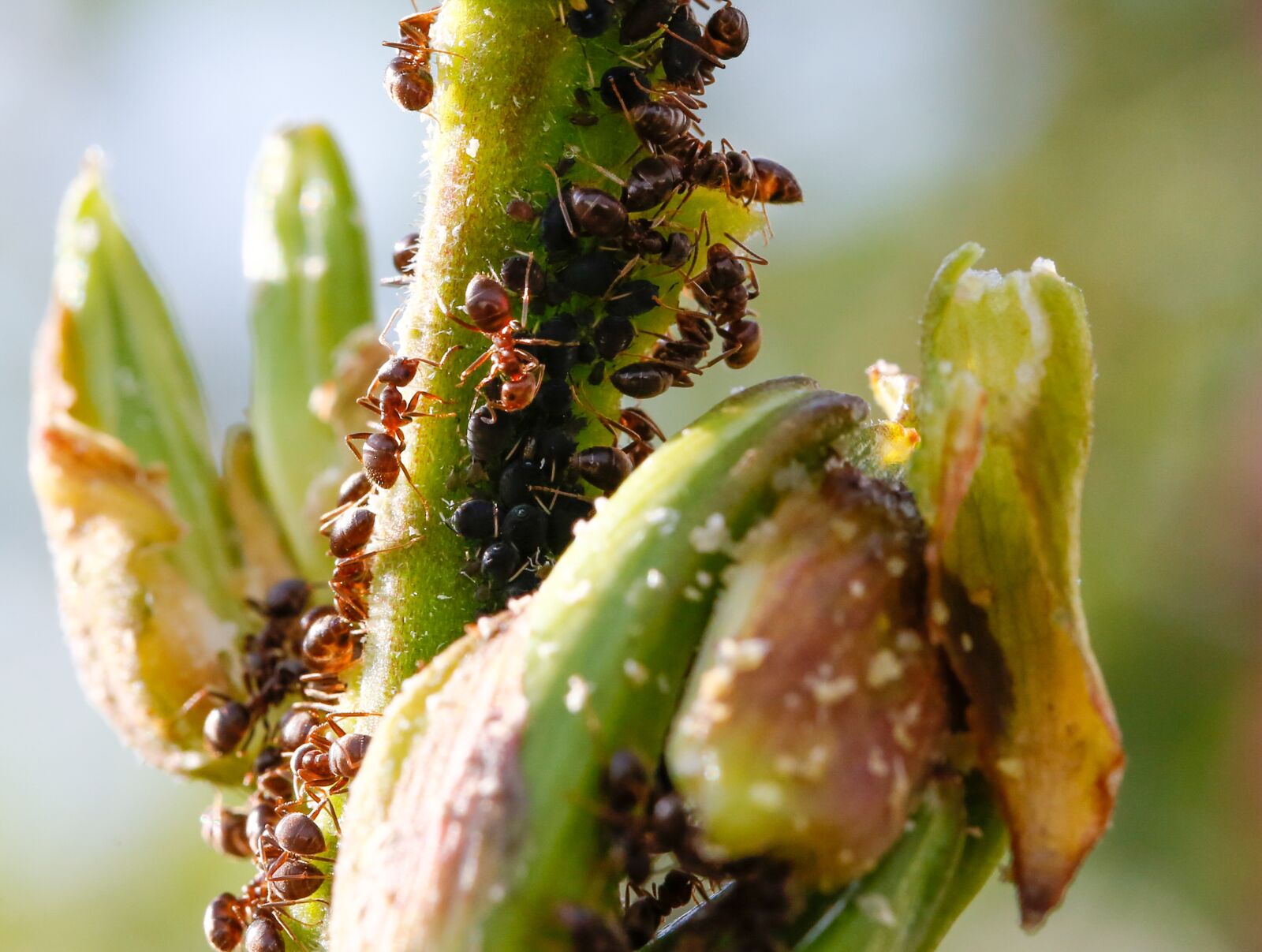 Canon EF 100mm F2.8L Macro IS USM sample photo. Ants, aphids, animals photography