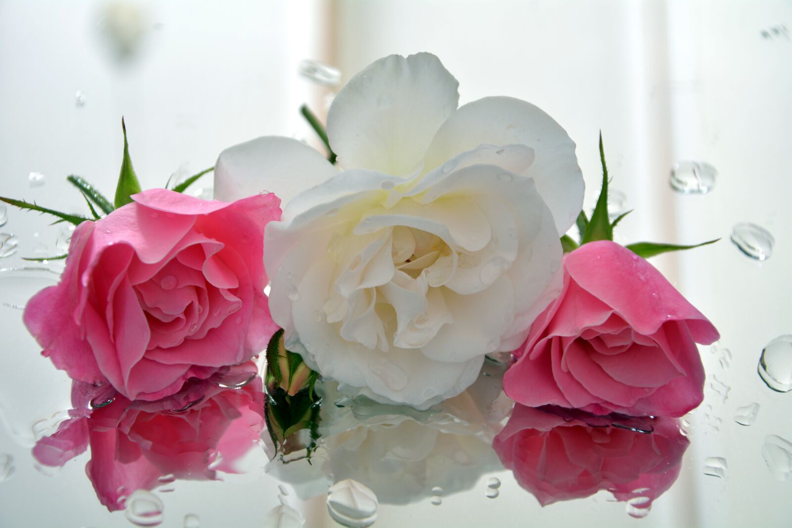 Nikon D5200 sample photo. Icebergs, fragrant, roses photography