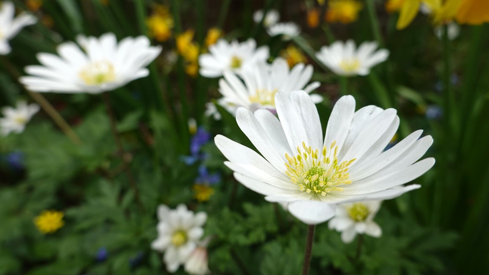 Sony Cyber-shot DSC-RX100 VI sample photo. Anemones, bulbs, white photography