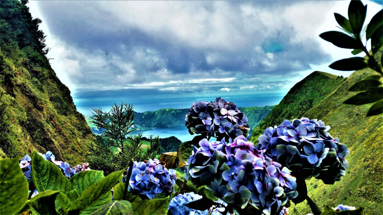 Samsung Galaxy S5 sample photo. Hydrangeas, azores, pt photography