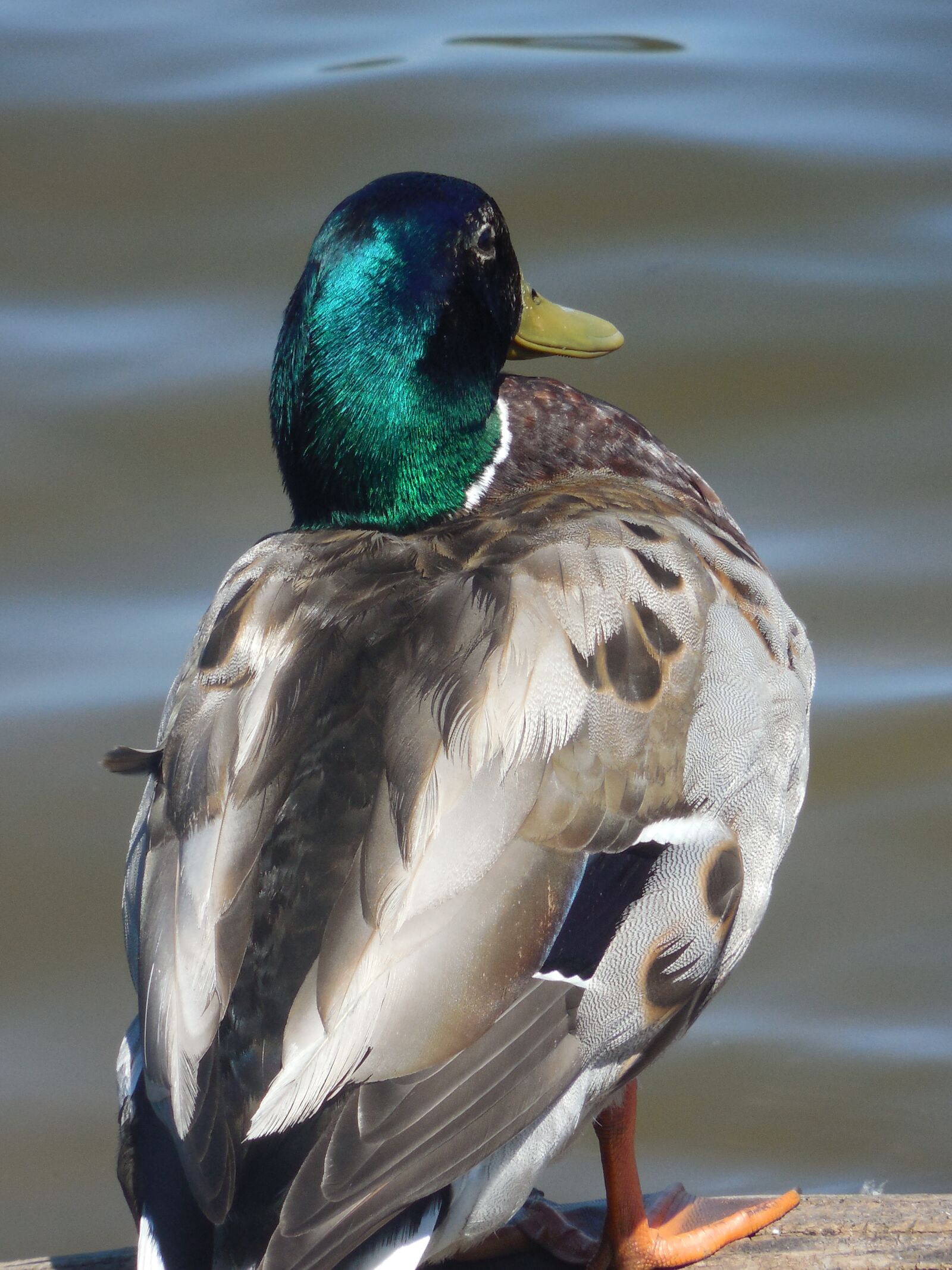 Nikon COOLPIX L620 sample photo. Mallard, duck, drake photography