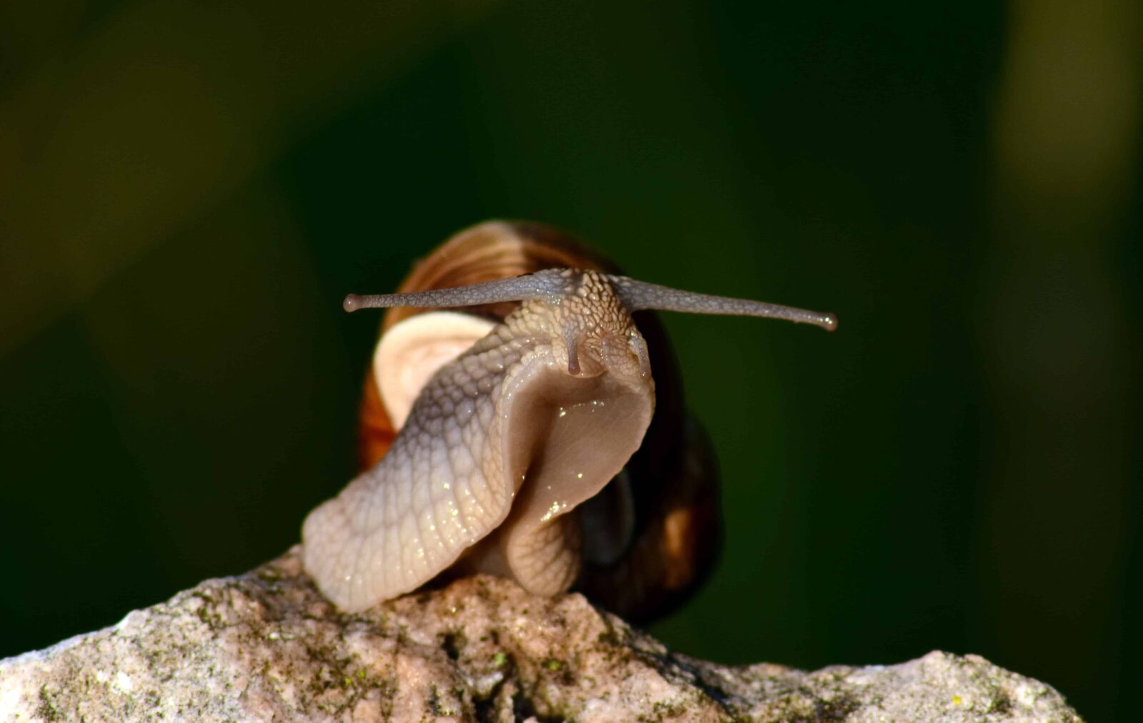 Nikon D3300 sample photo. Snail, brown, animal, stone photography