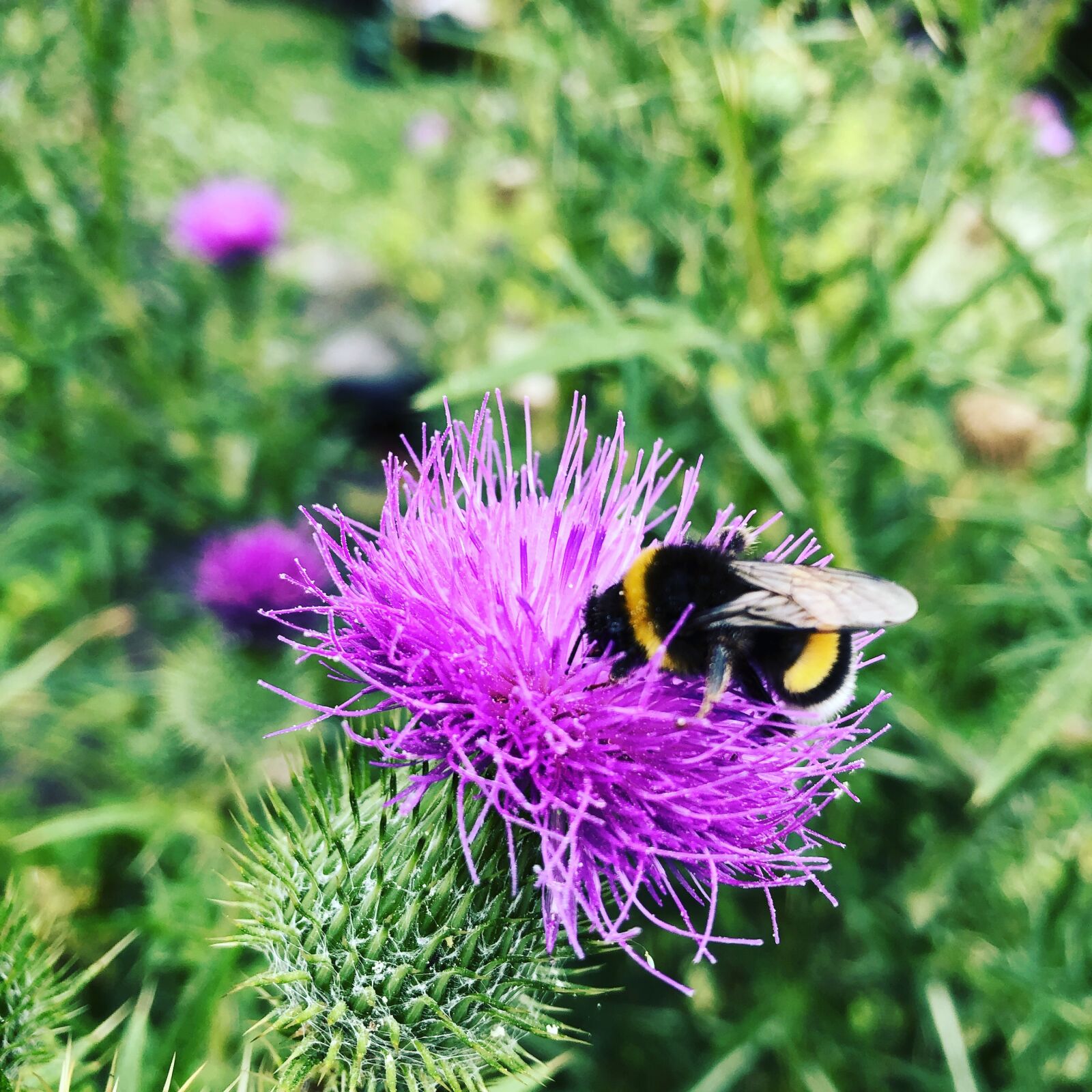 Apple iPhone 8 sample photo. Bee, thistle, nature photography