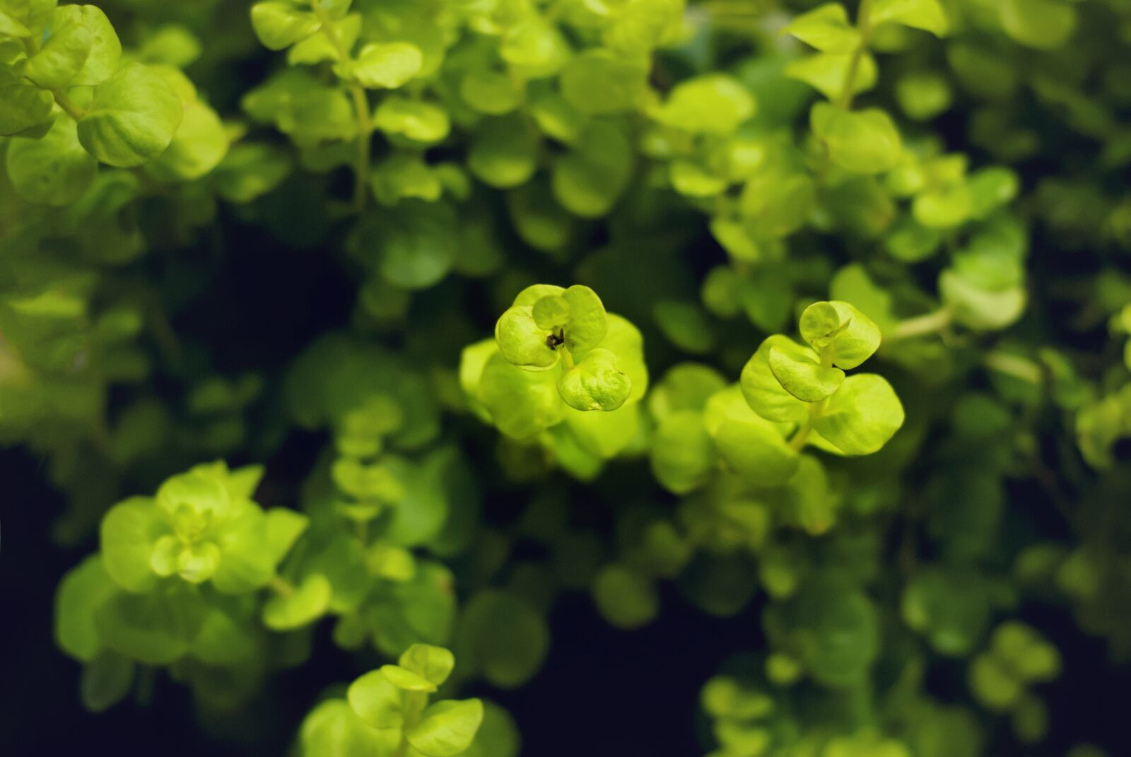 Nikon D80 sample photo. Plant, garden, green photography