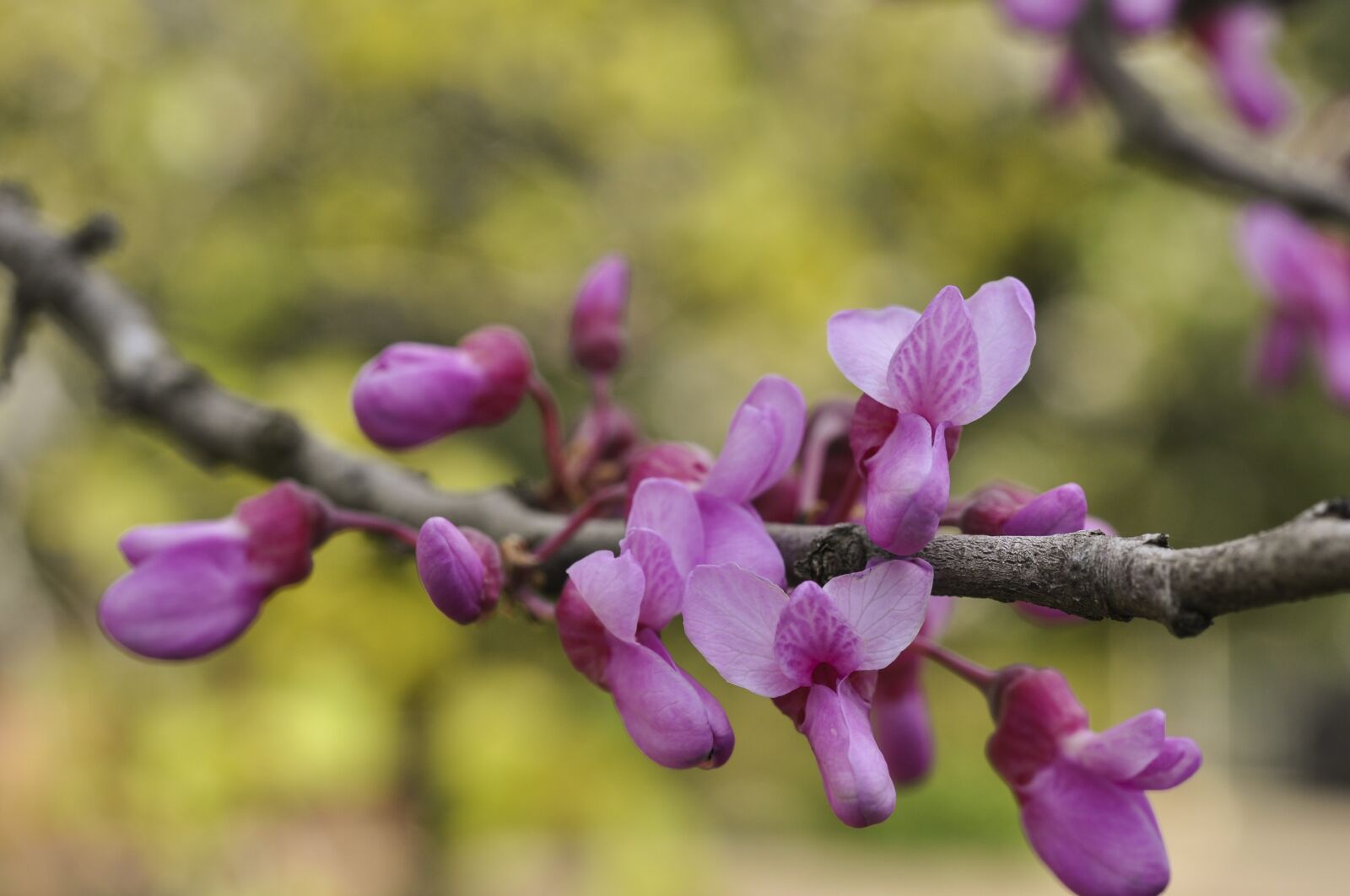 Nikon D90 sample photo. Flower, nature, flora photography