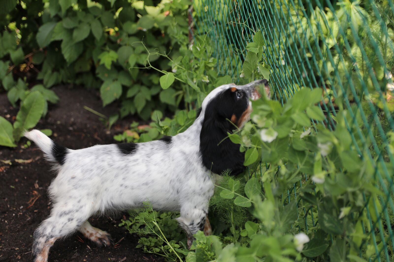 Canon EOS 80D sample photo. Spaniel, puppy, dog photography