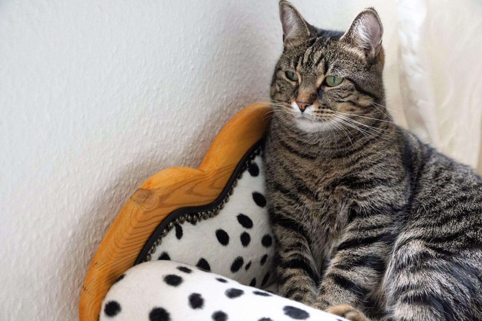 Sony ILCA-77M2 + Sony DT 16-50mm F2.8 SSM sample photo. Cute, animal, cat photography
