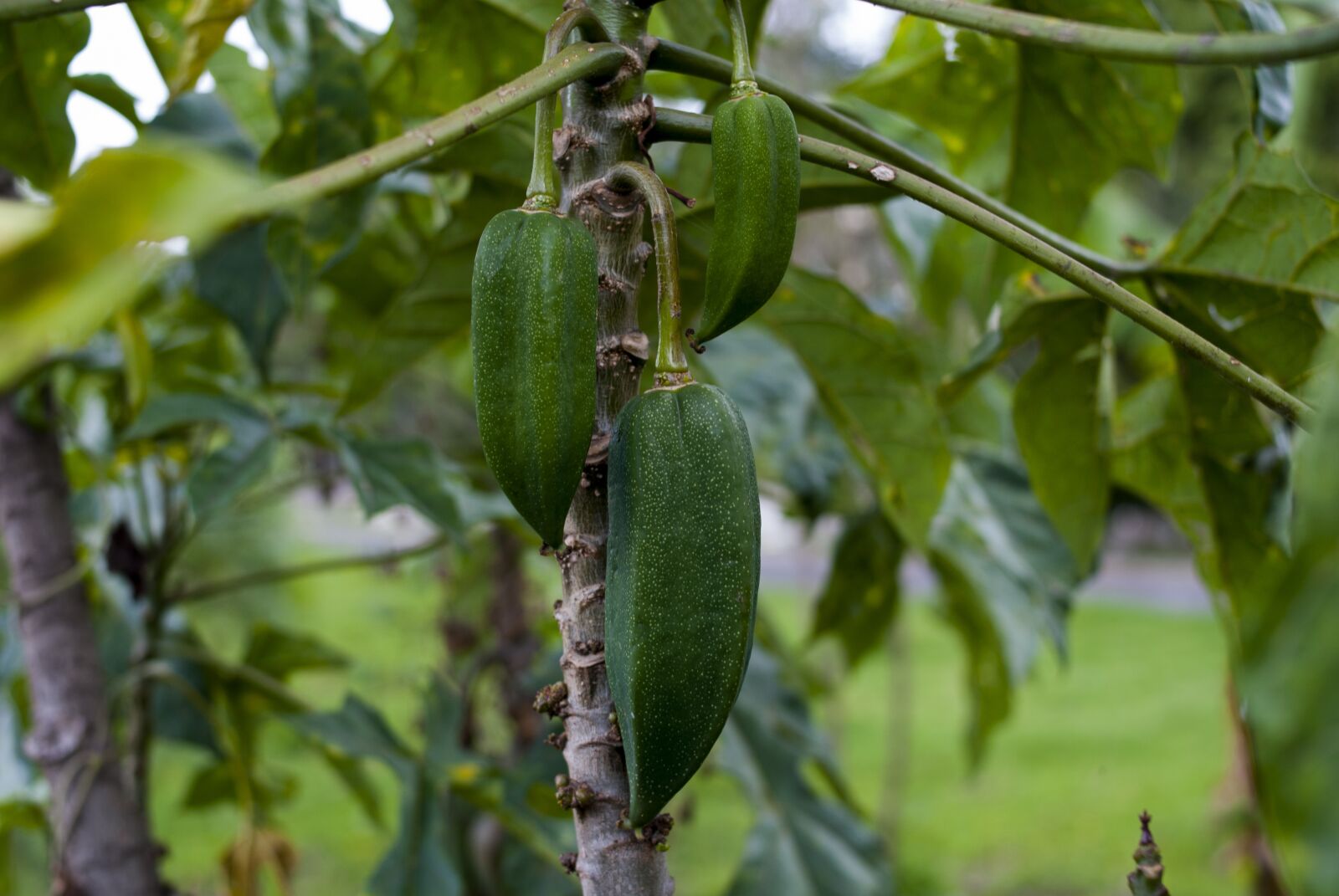 Nikon D60 sample photo. Babaco, food, leaf photography