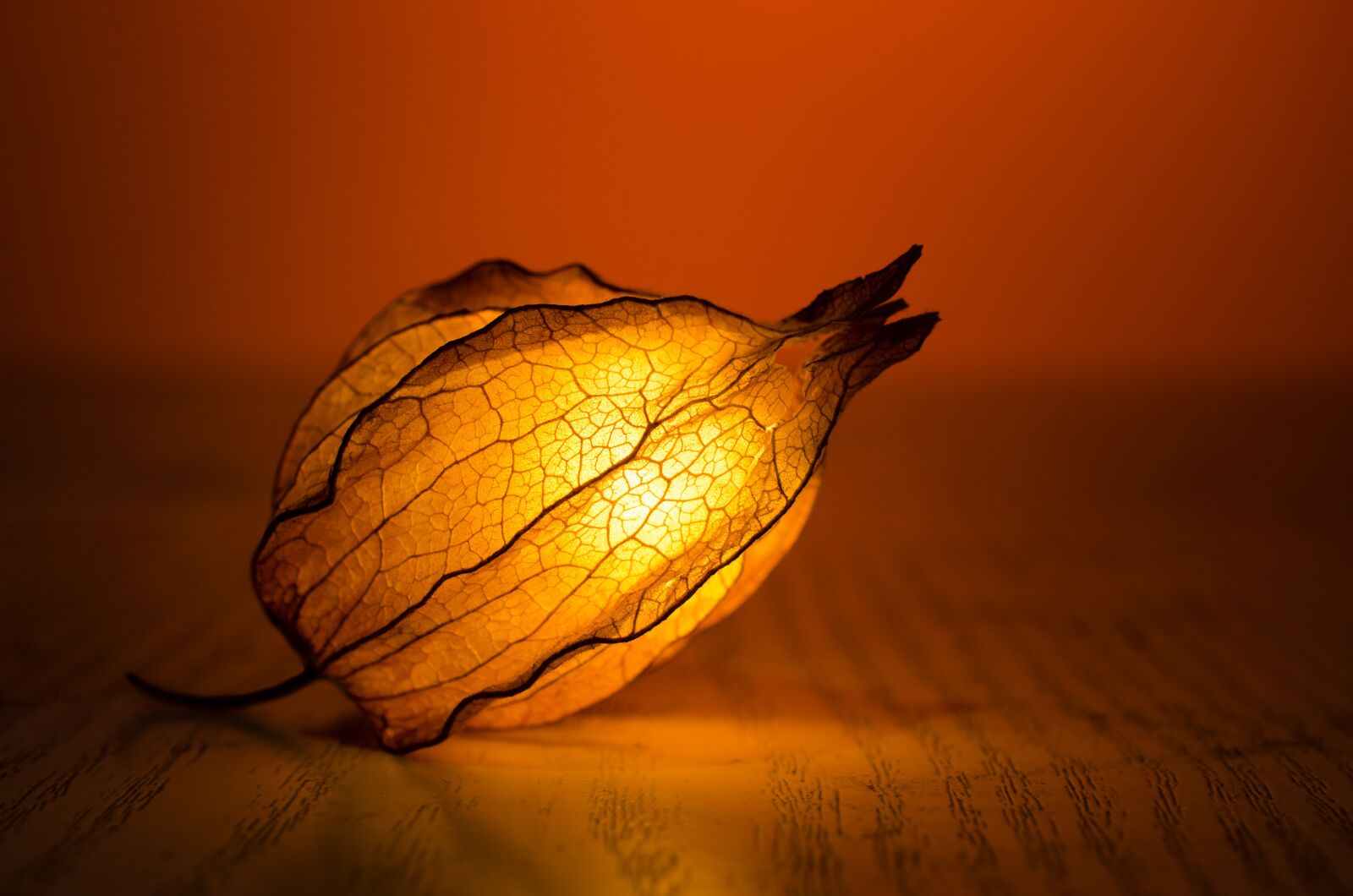 Nikon D7000 sample photo. Light, glow, leaf photography