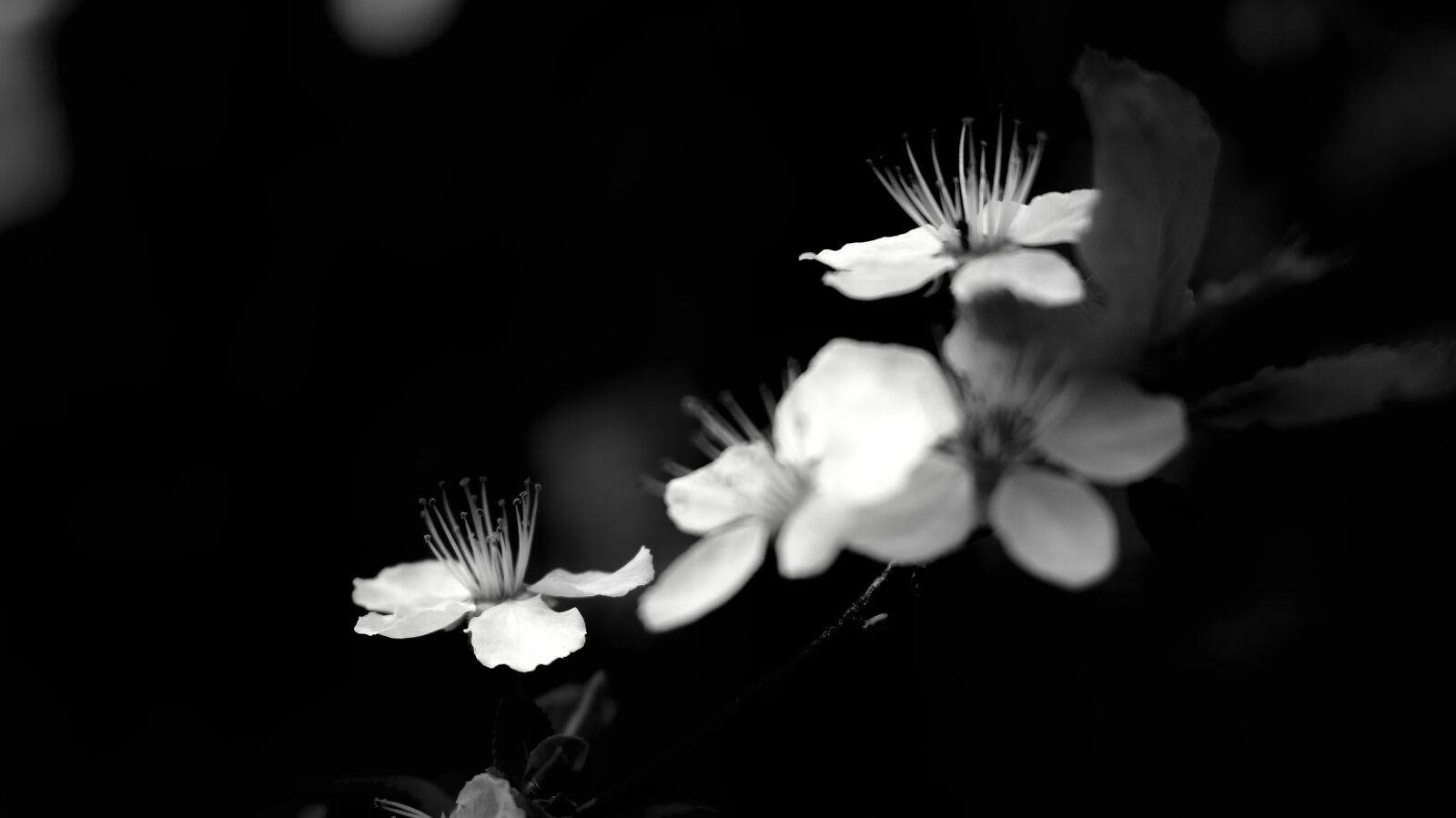 Canon EOS 700D (EOS Rebel T5i / EOS Kiss X7i) sample photo. B w, n b photography