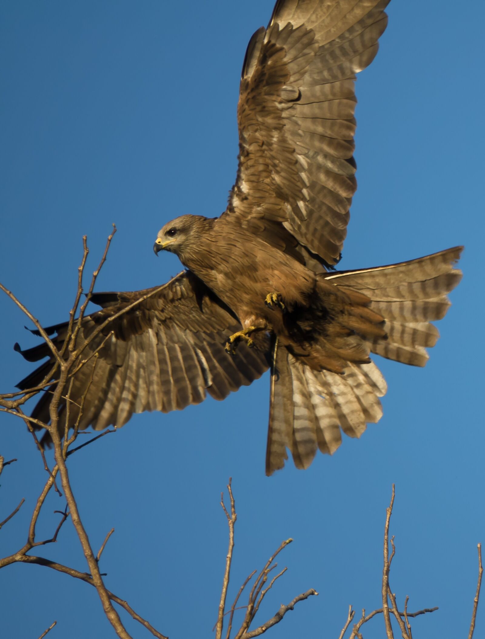 Sony Cyber-shot DSC-RX10 III sample photo. Australia, kite, bird photography