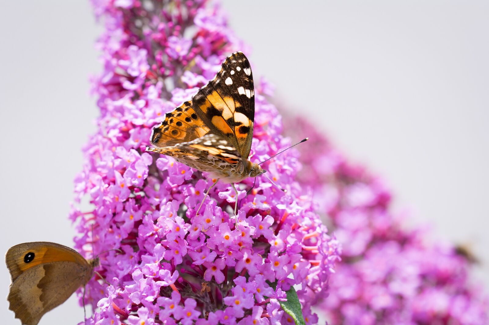 Nikon D7100 sample photo. Butterfly, lilac, summer lilac photography