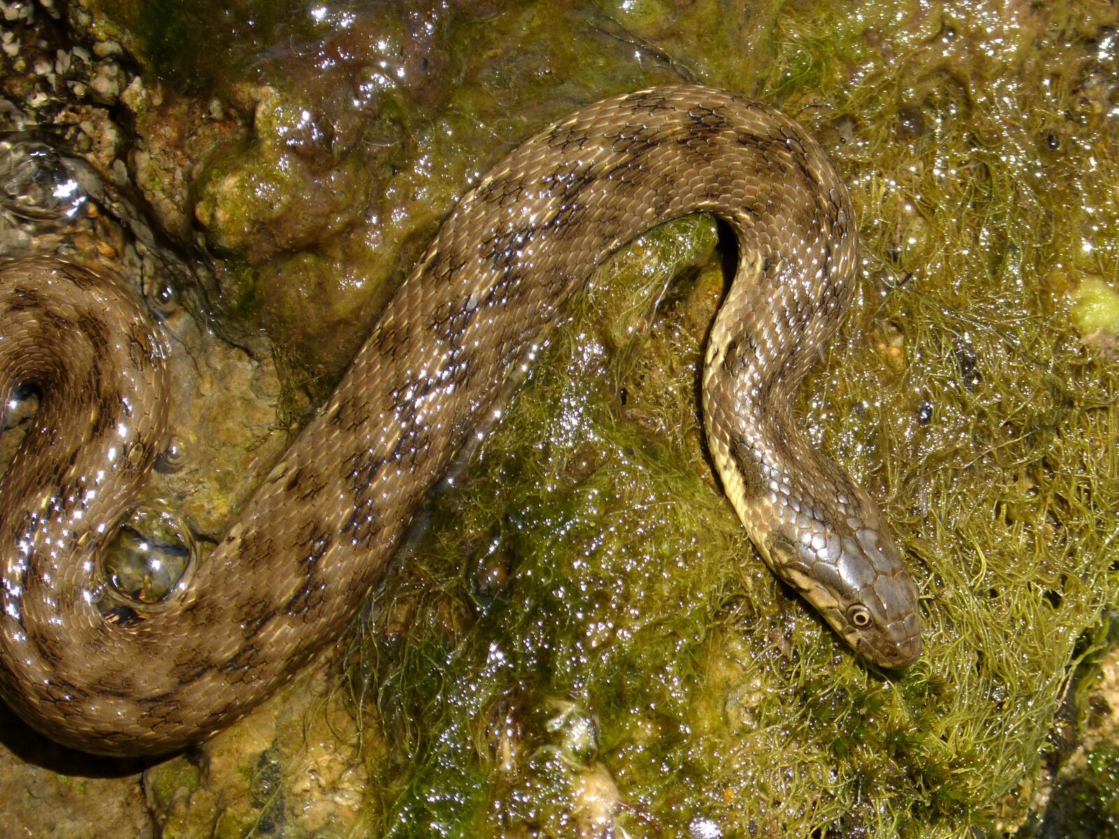 Panasonic DMC-FZ62 sample photo. Water snake, serp d'aigua photography