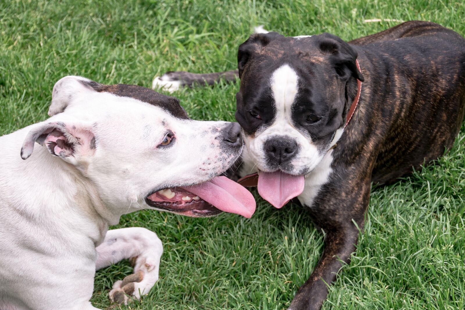 Canon EOS 750D (EOS Rebel T6i / EOS Kiss X8i) sample photo. Dogs, american stafford, american photography