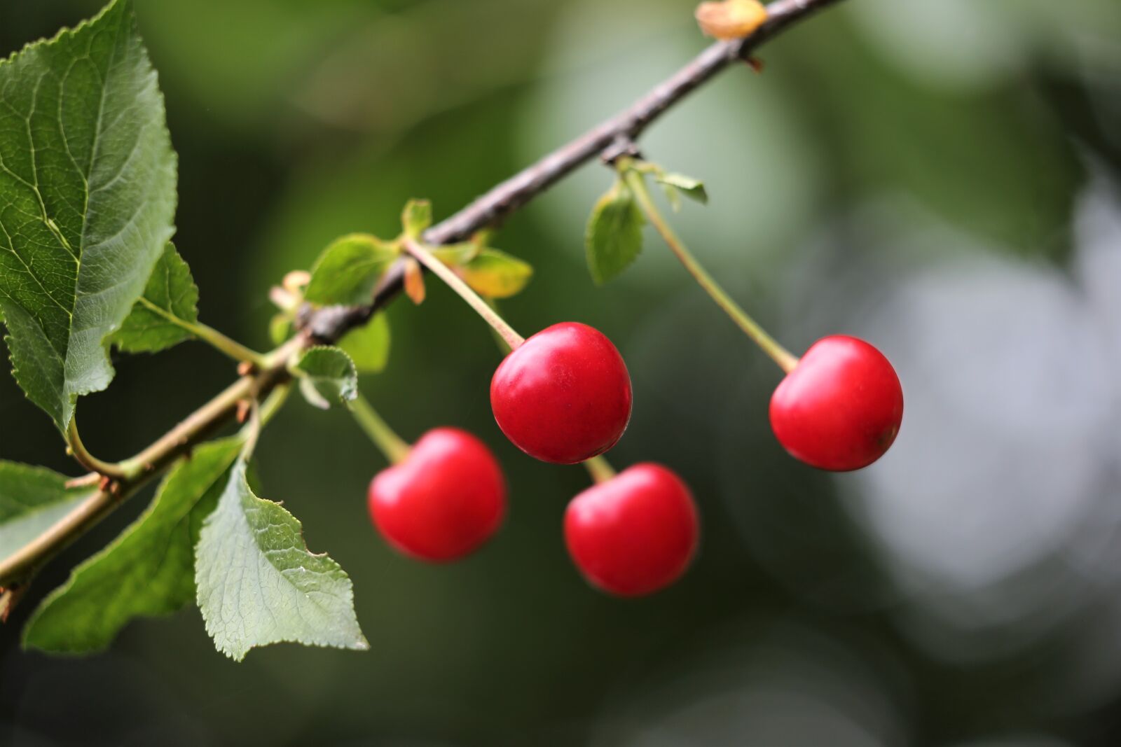 Canon EOS 6D + Canon EF 70-300 F4-5.6 IS II USM sample photo. Sour cherry, fruit, red photography