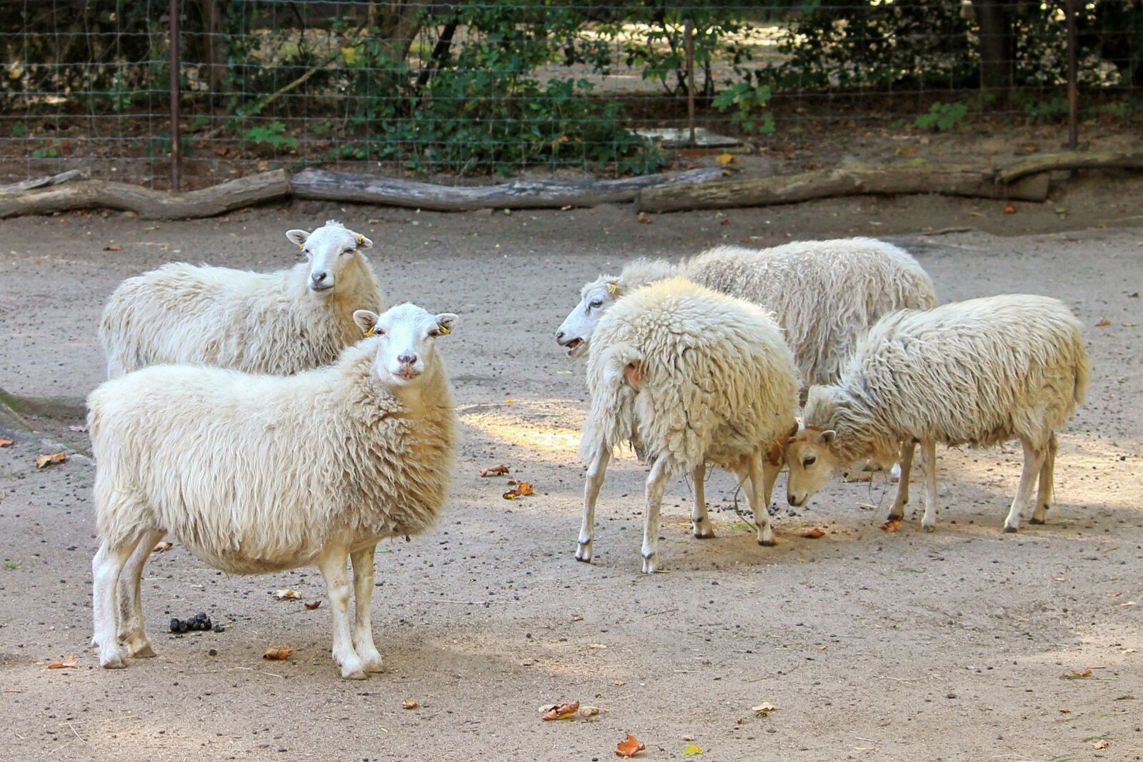 Canon EF-S 55-250mm F4-5.6 IS II sample photo. Sheep, wool sheep, zoo photography