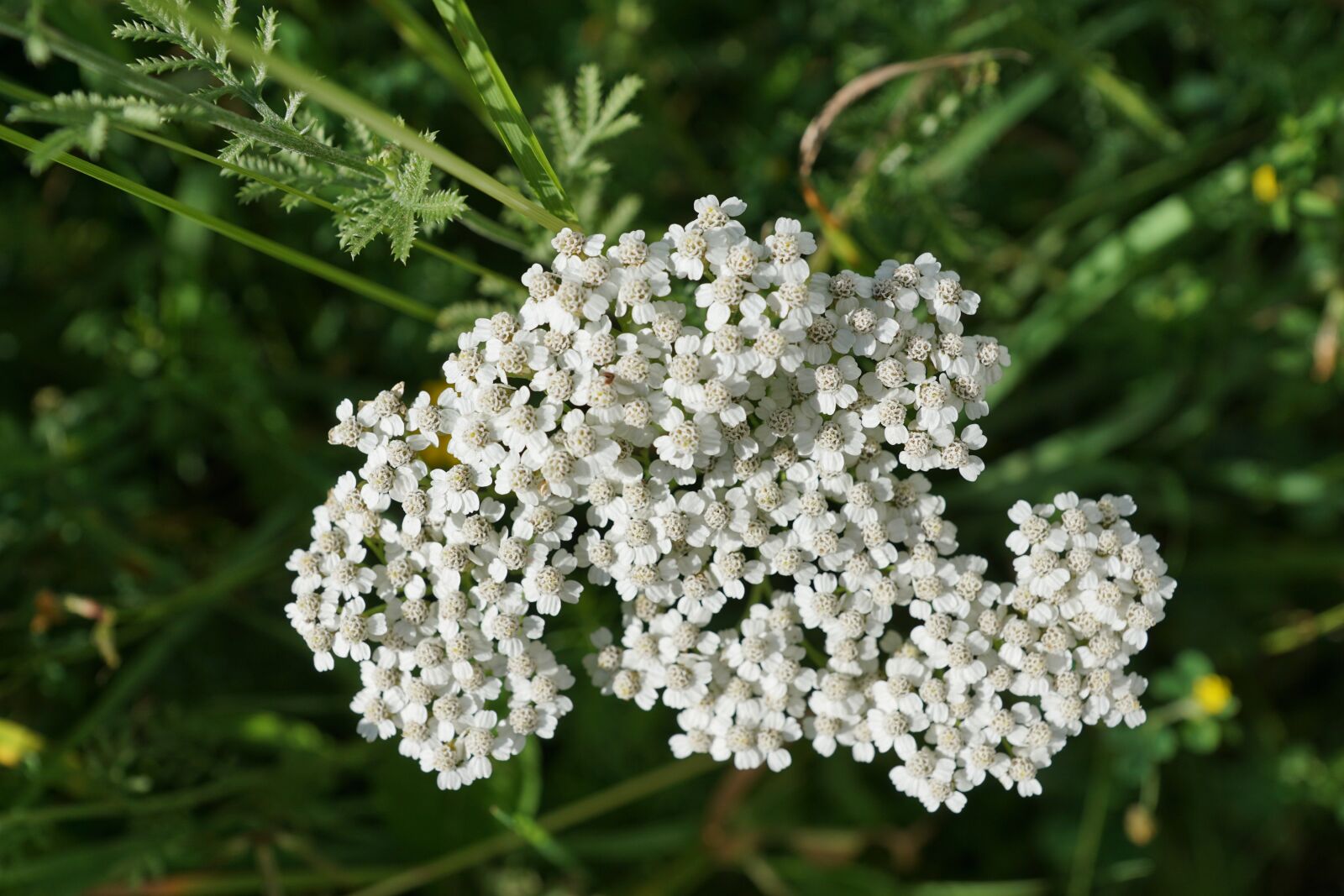 Sony DT 16-50mm F2.8 SSM sample photo. Yarrow, flower, white photography